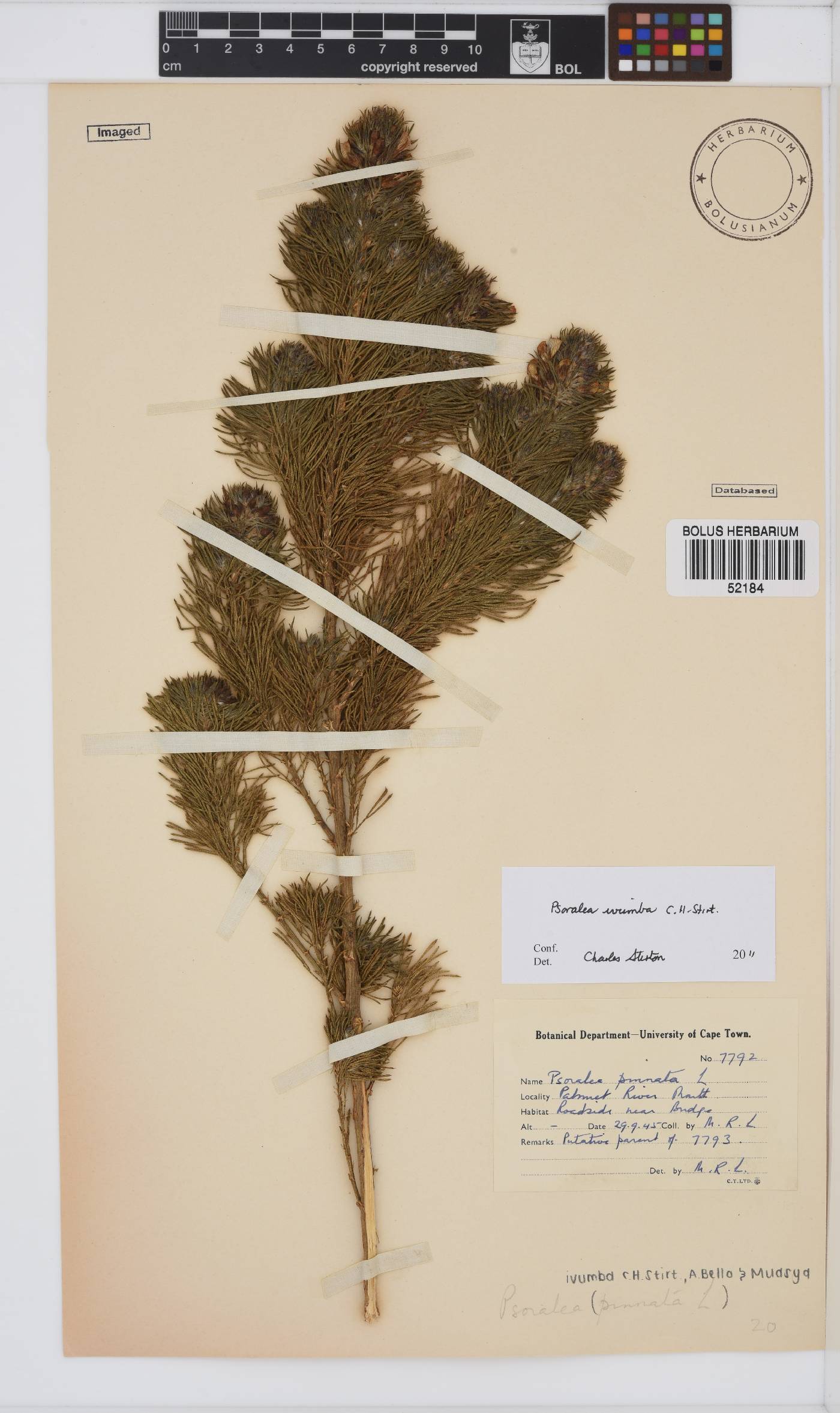 Psoralea ivumba image