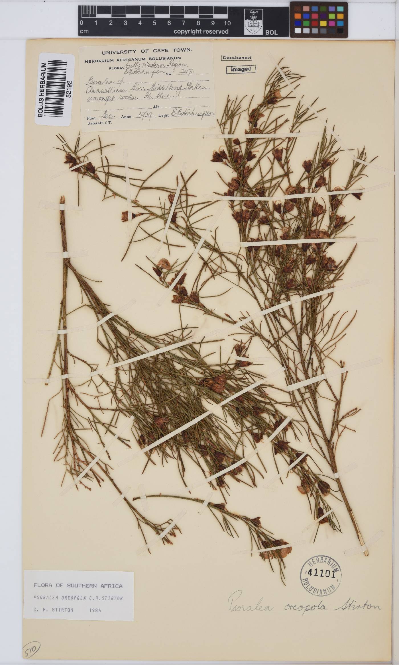 Psoralea oreopola image