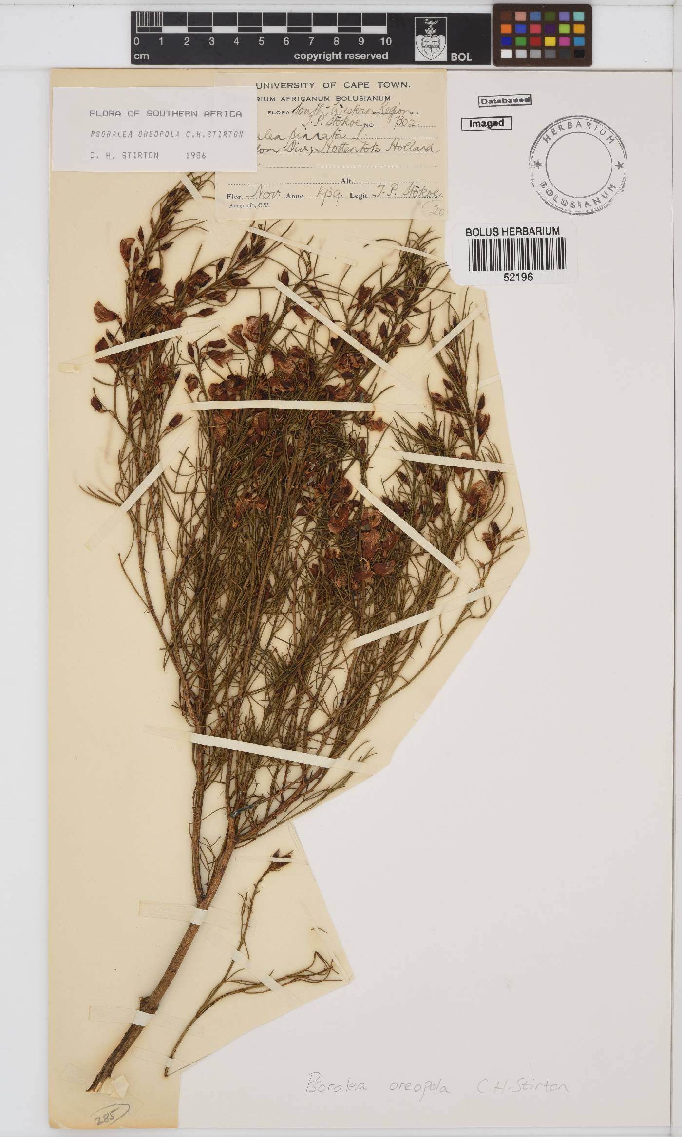 Psoralea oreopola image