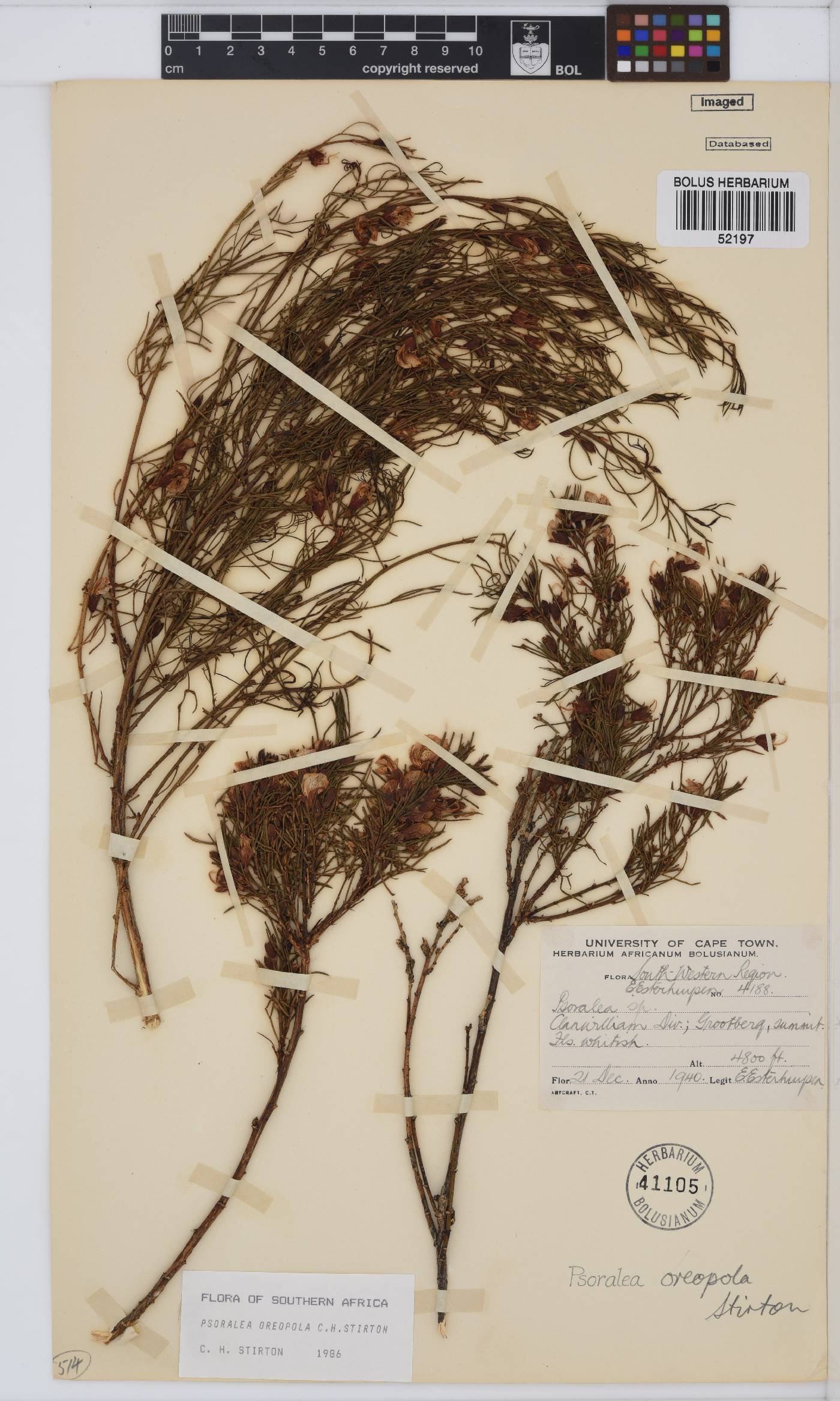 Psoralea oreopola image
