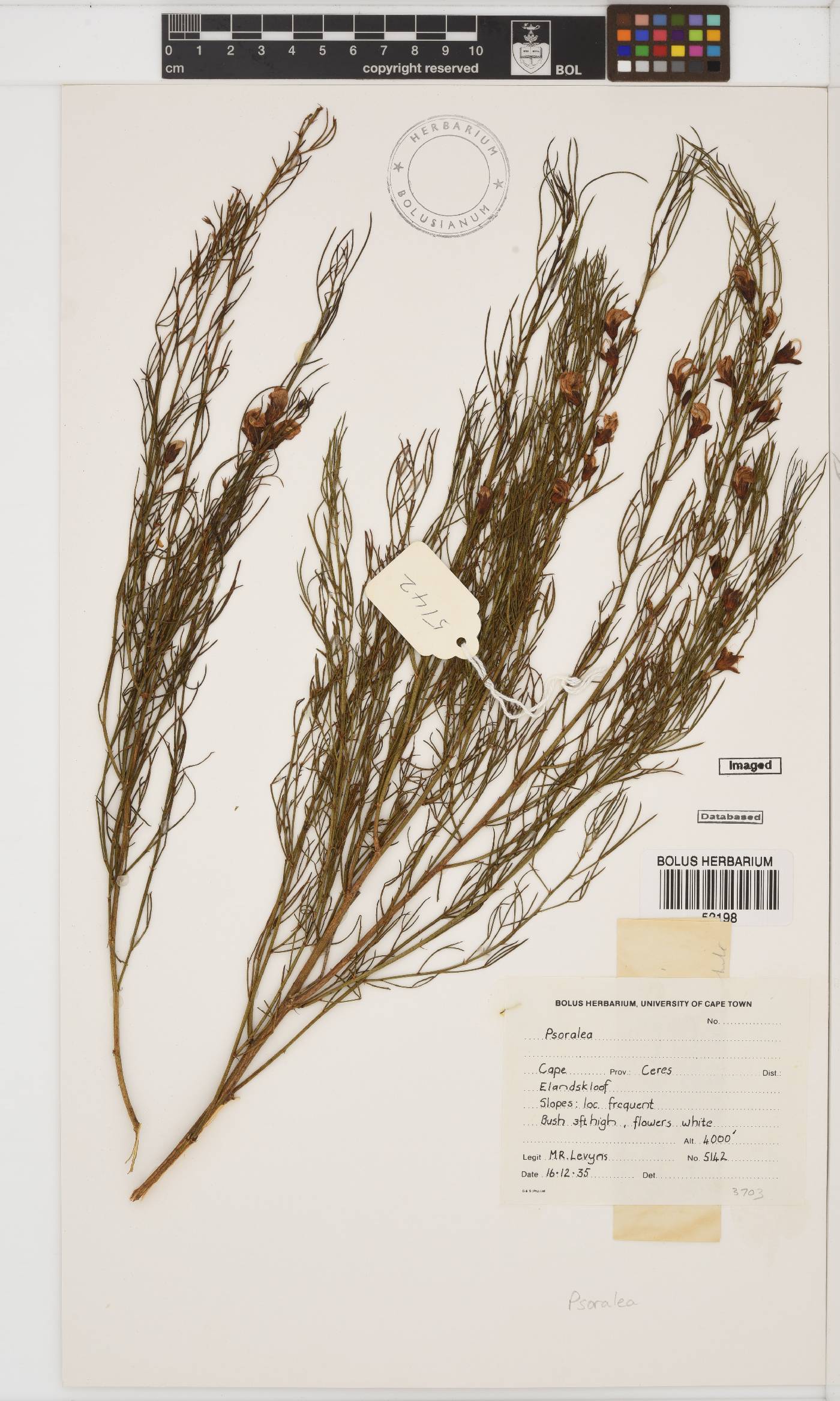 Psoralea oreopola image