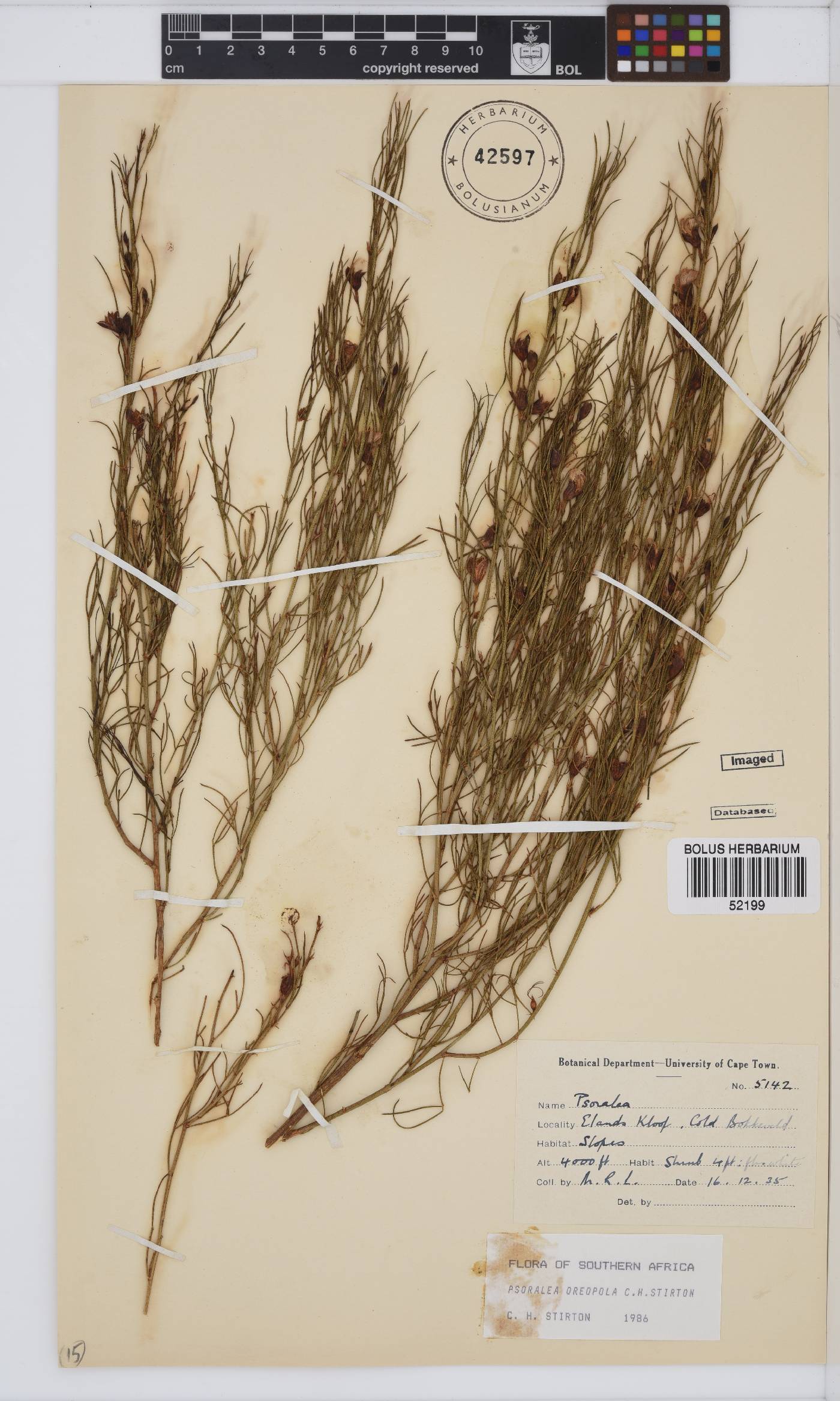 Psoralea oreopola image