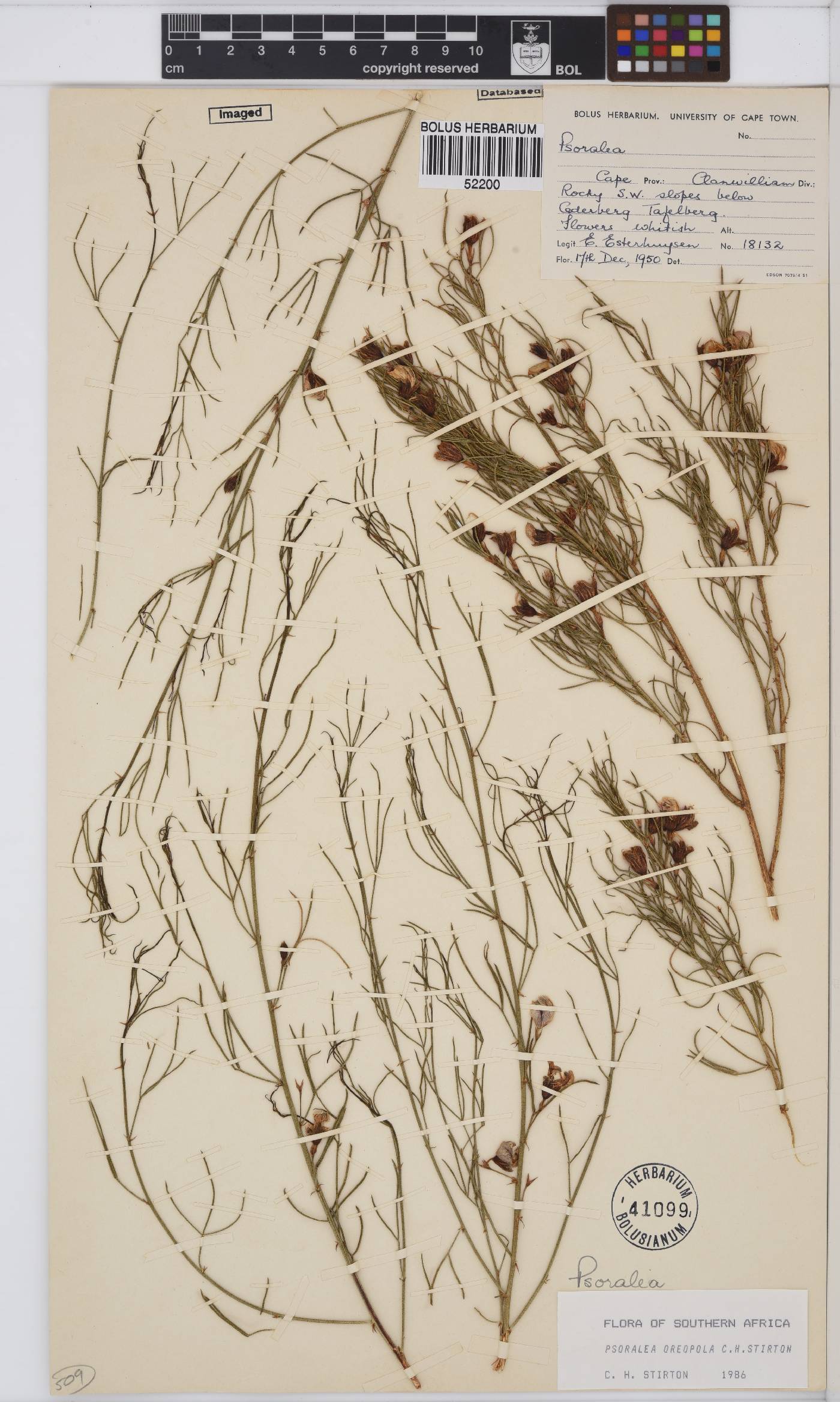 Psoralea oreopola image