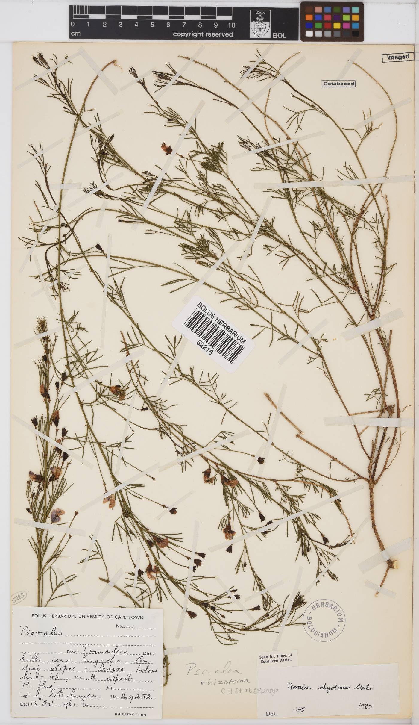 Psoralea rhizotoma image