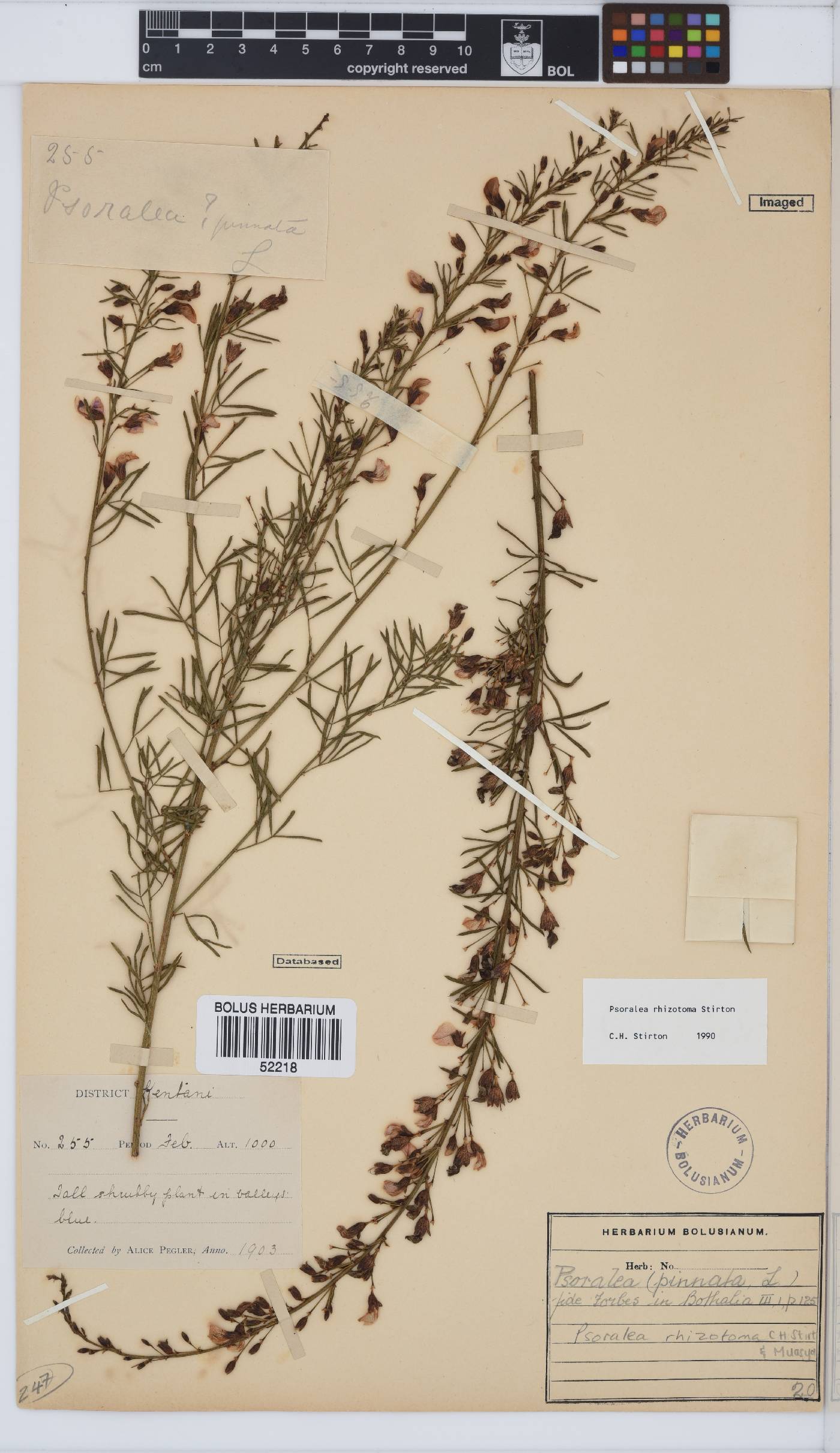 Psoralea rhizotoma image
