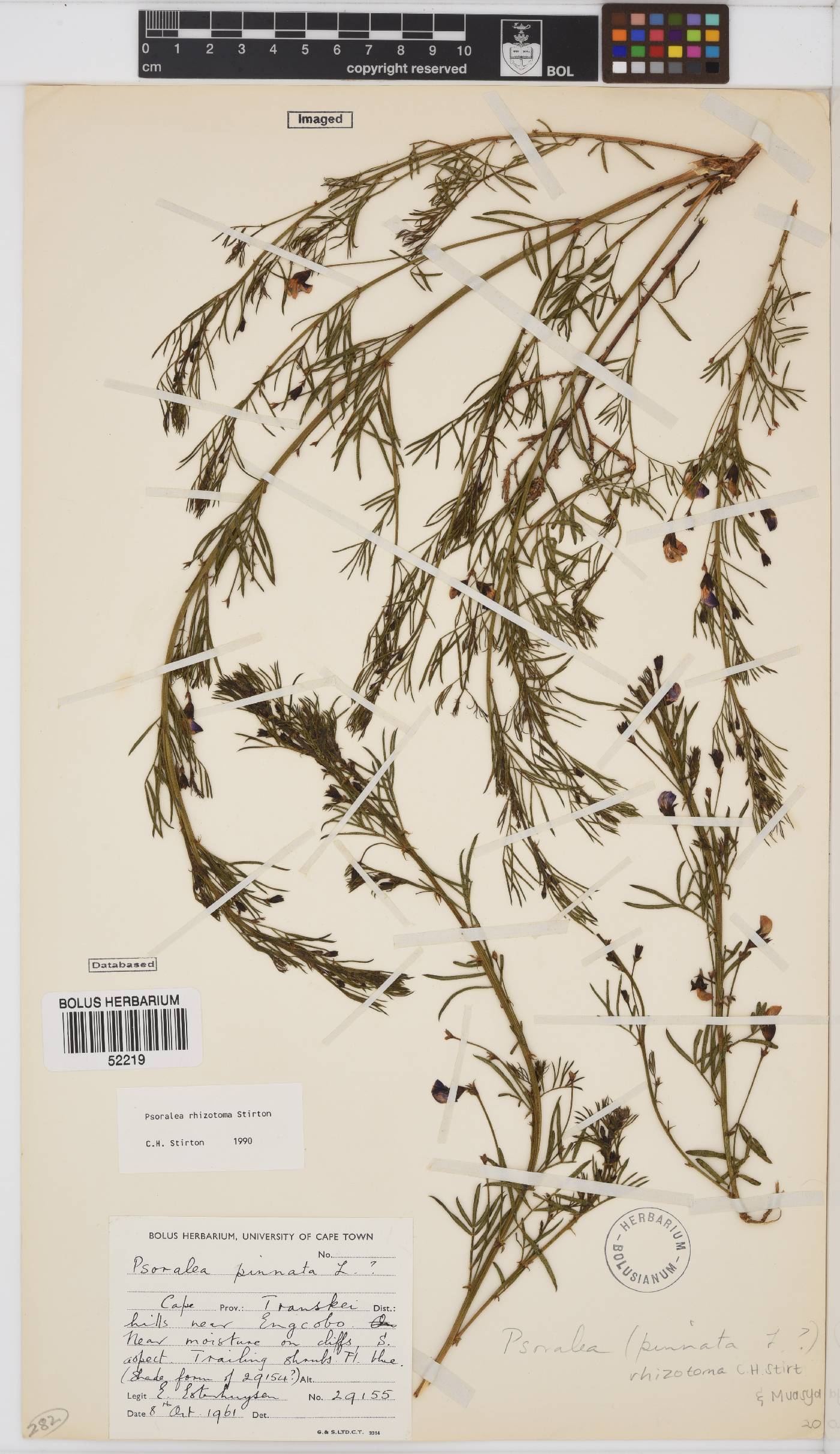 Psoralea rhizotoma image