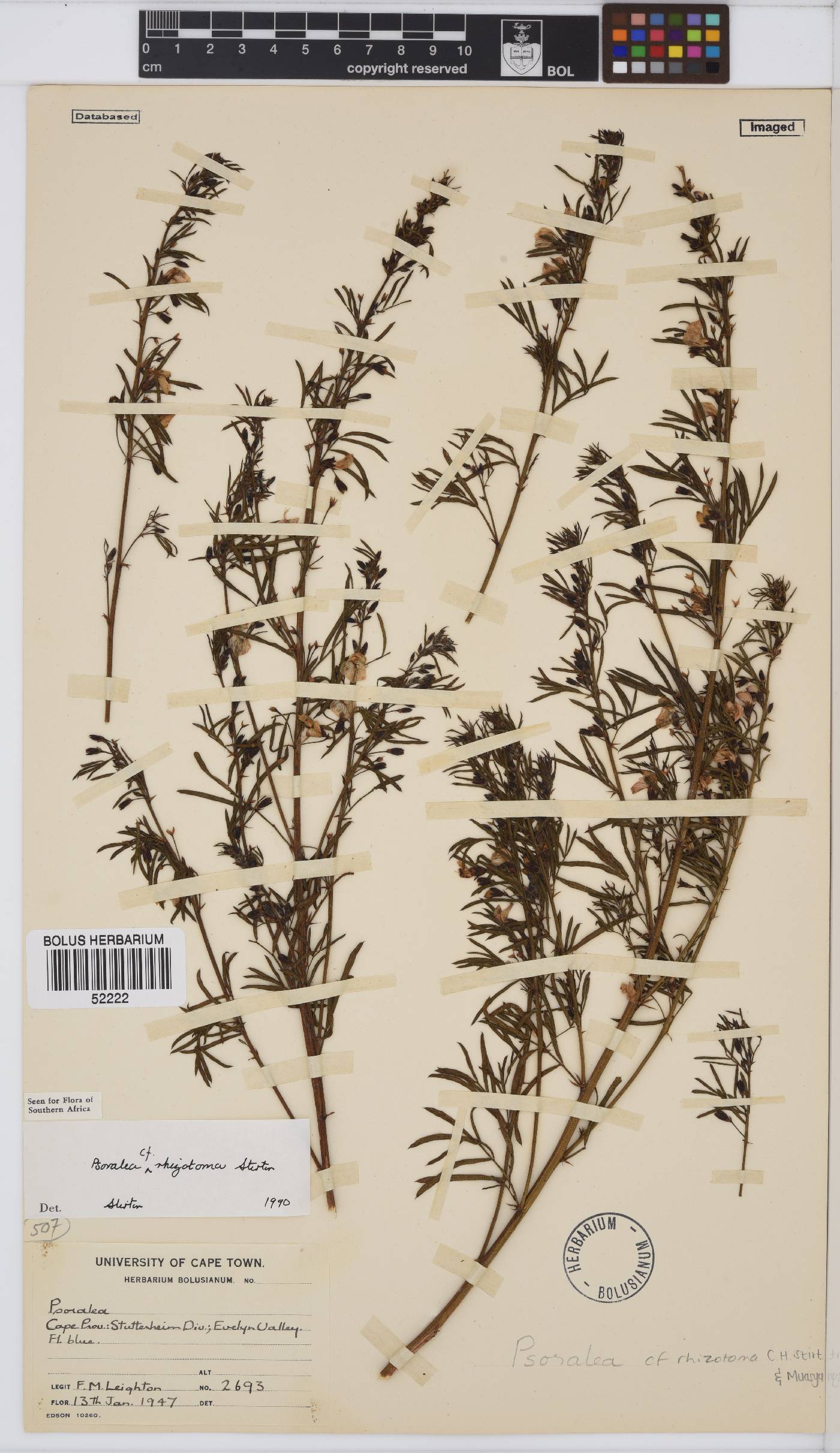 Psoralea rhizotoma image