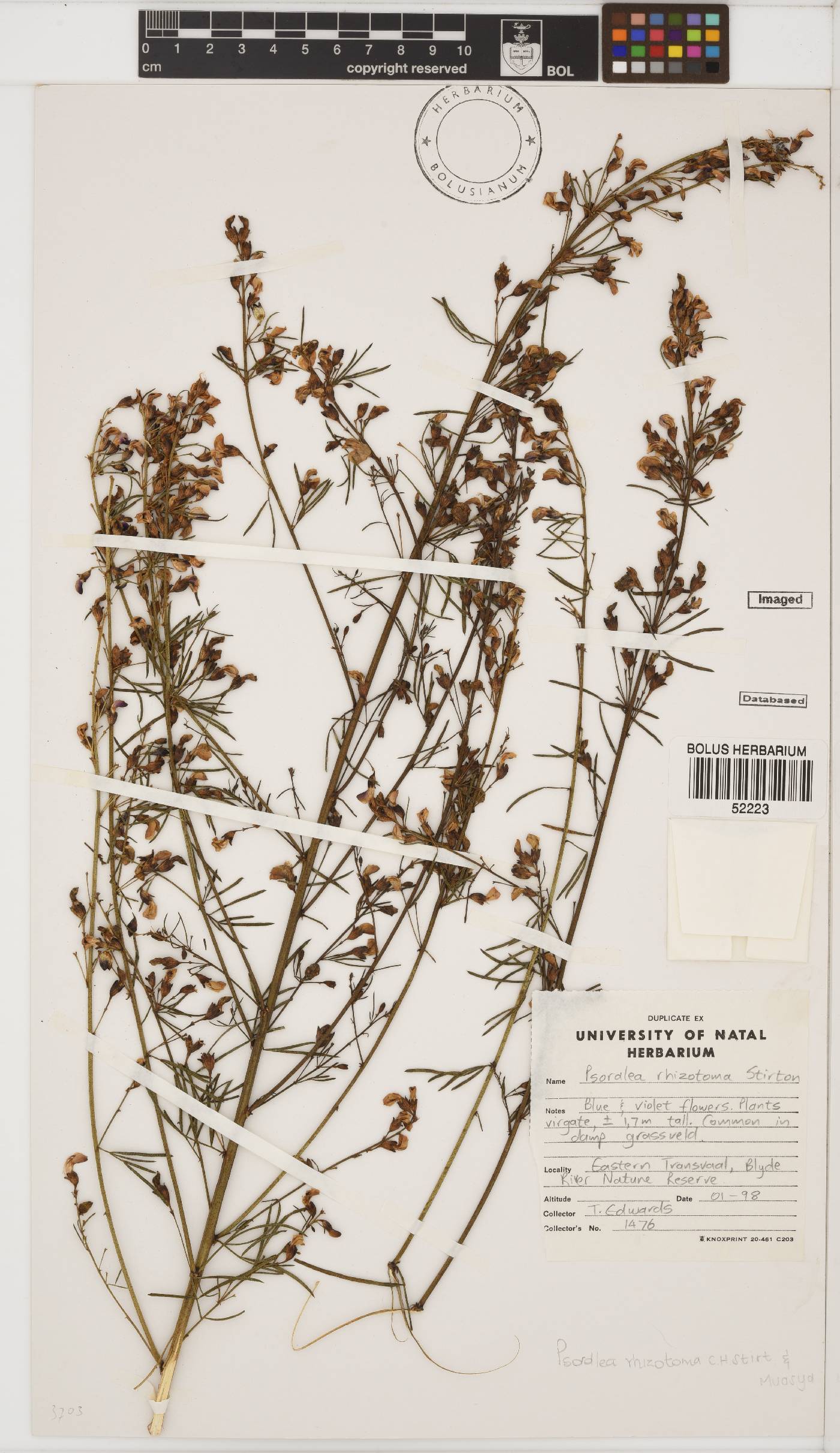 Psoralea rhizotoma image