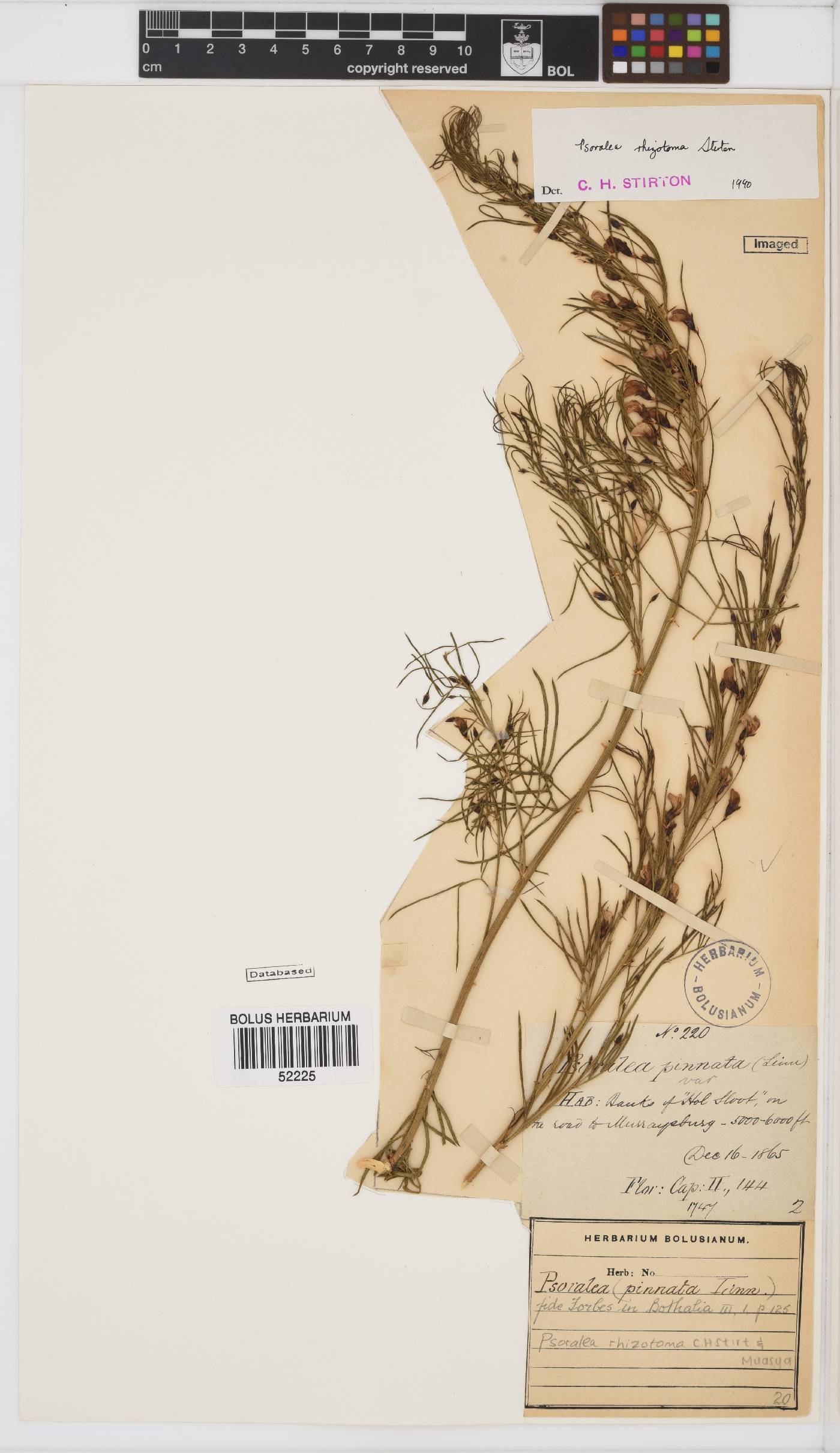 Psoralea rhizotoma image