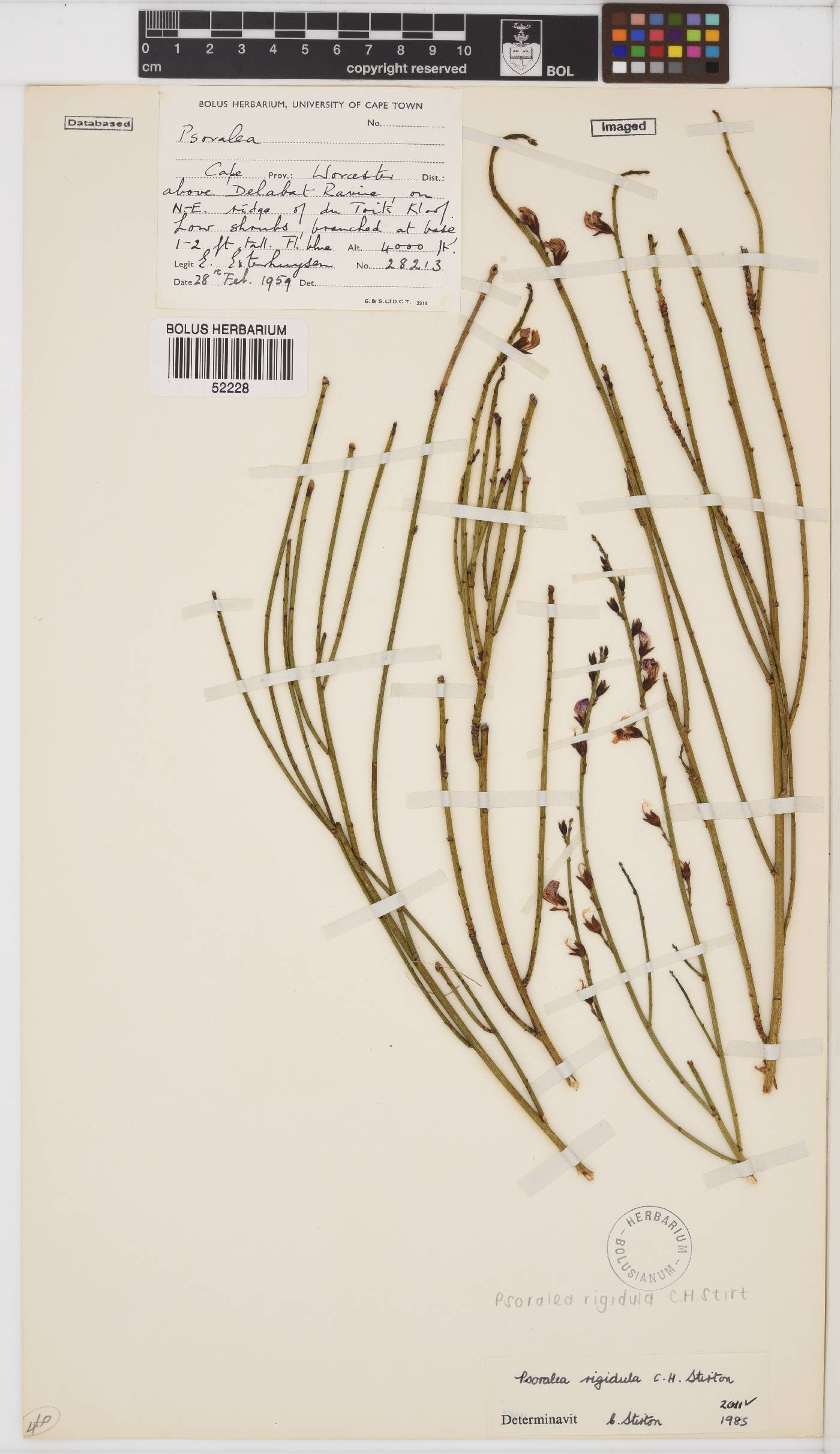 Psoralea rigidula image