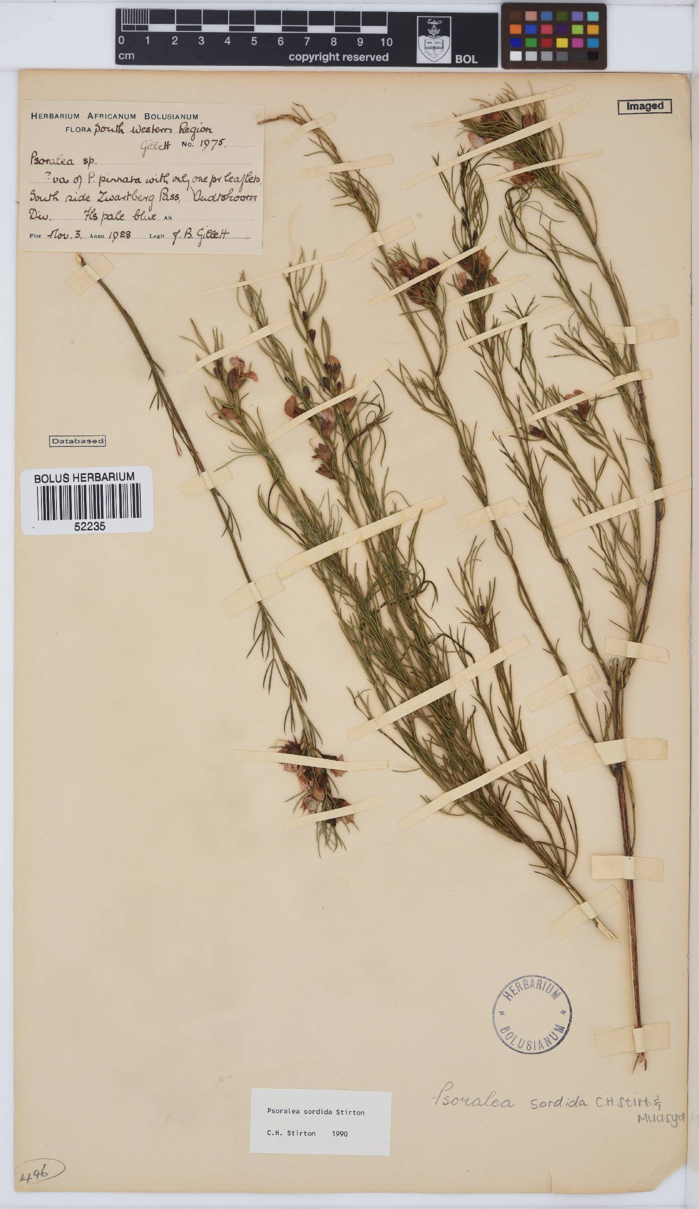 Psoralea sordida image