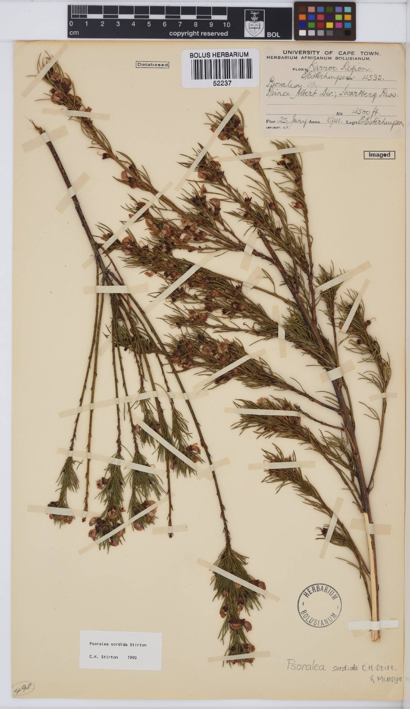 Psoralea sordida image