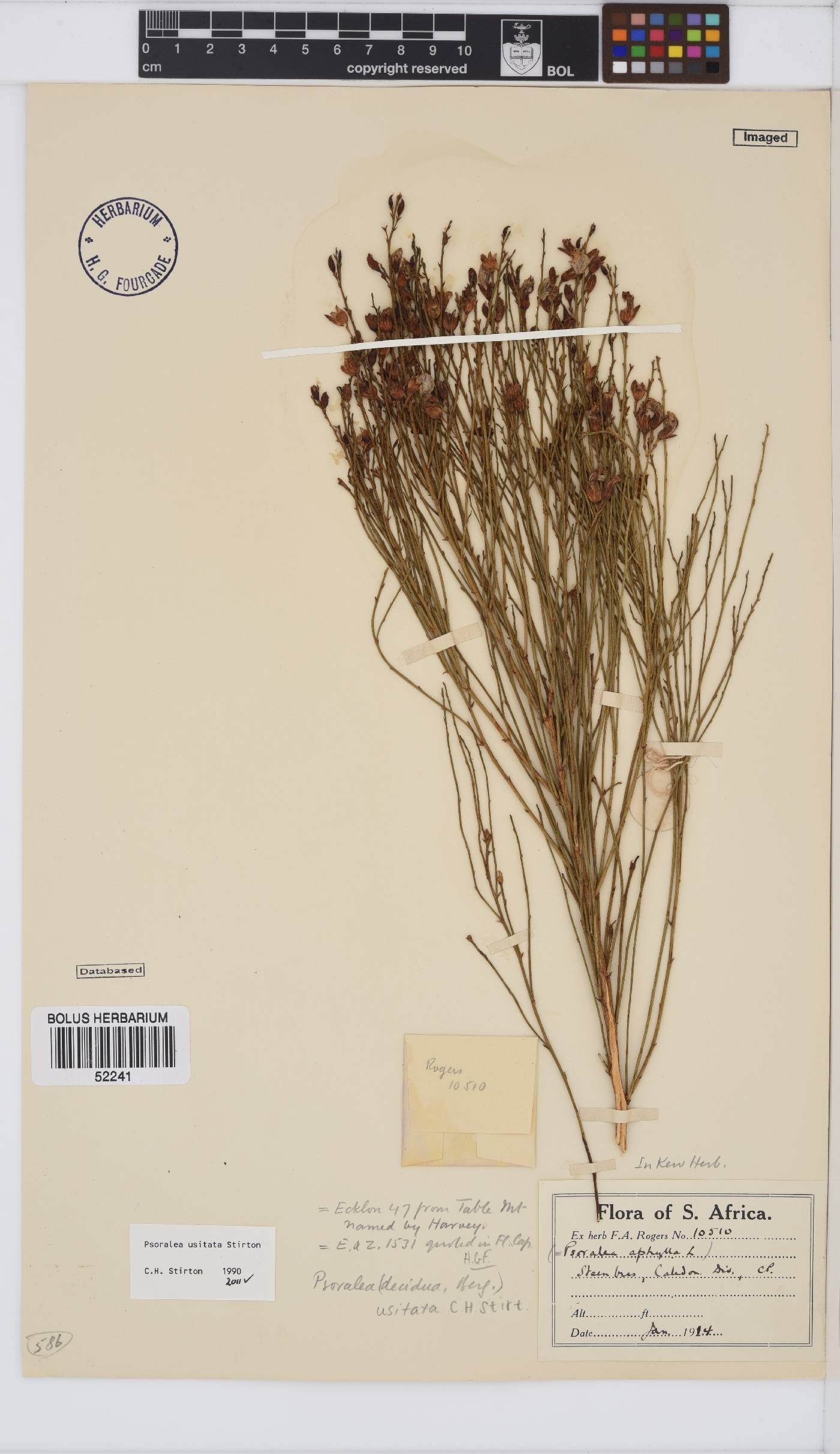 Psoralea usitata image