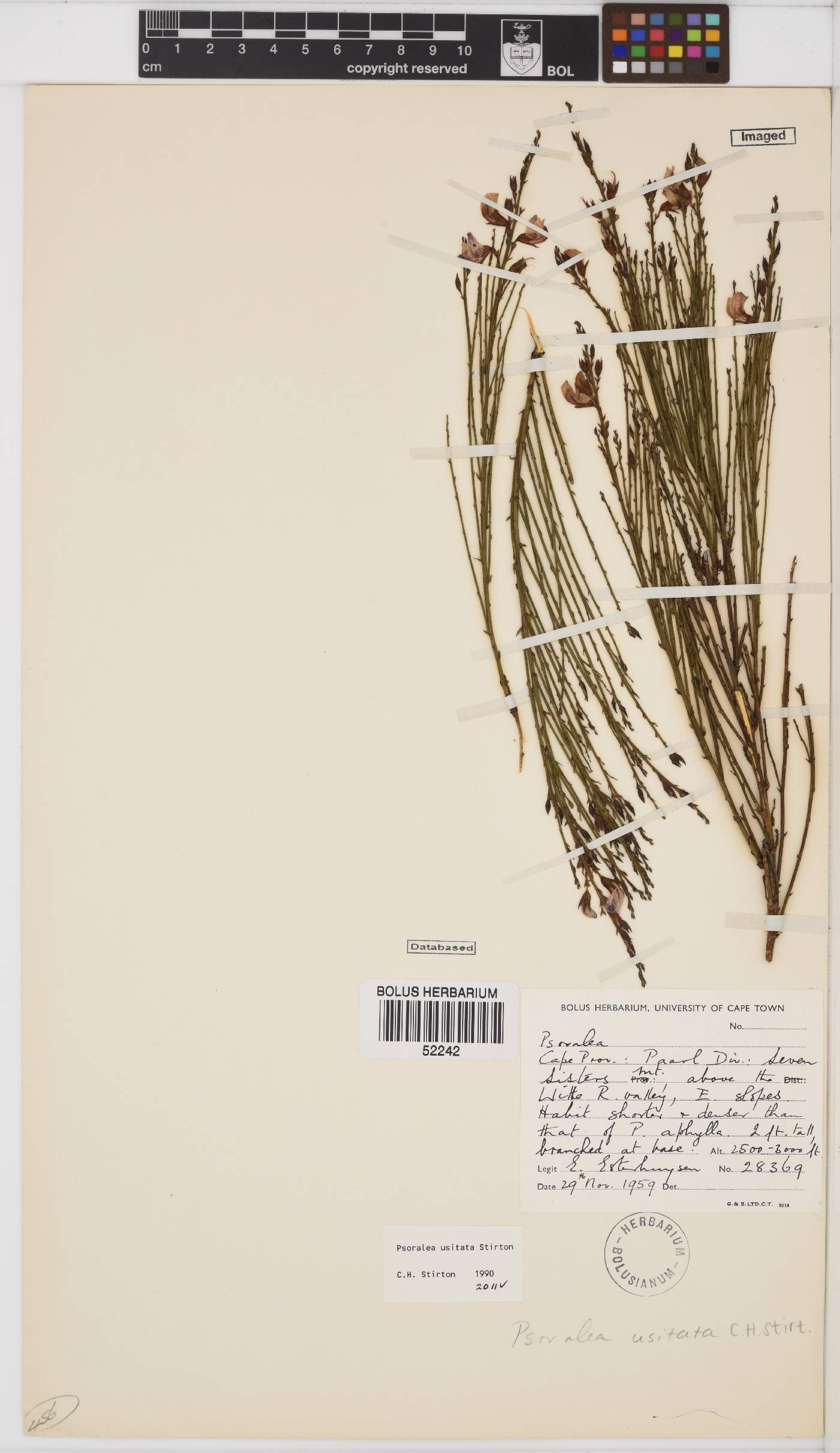 Psoralea usitata image