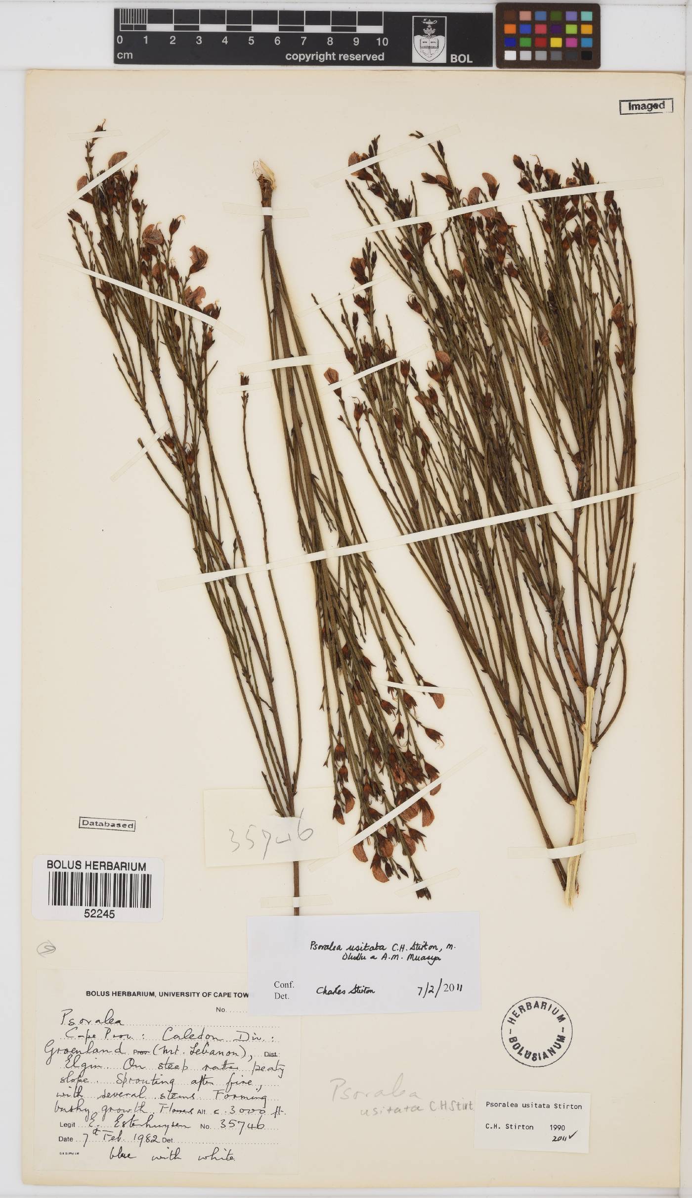 Psoralea usitata image