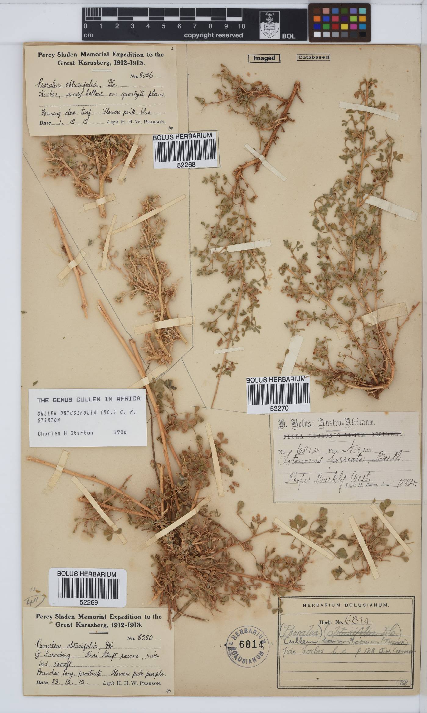 Cullen tomentosum image