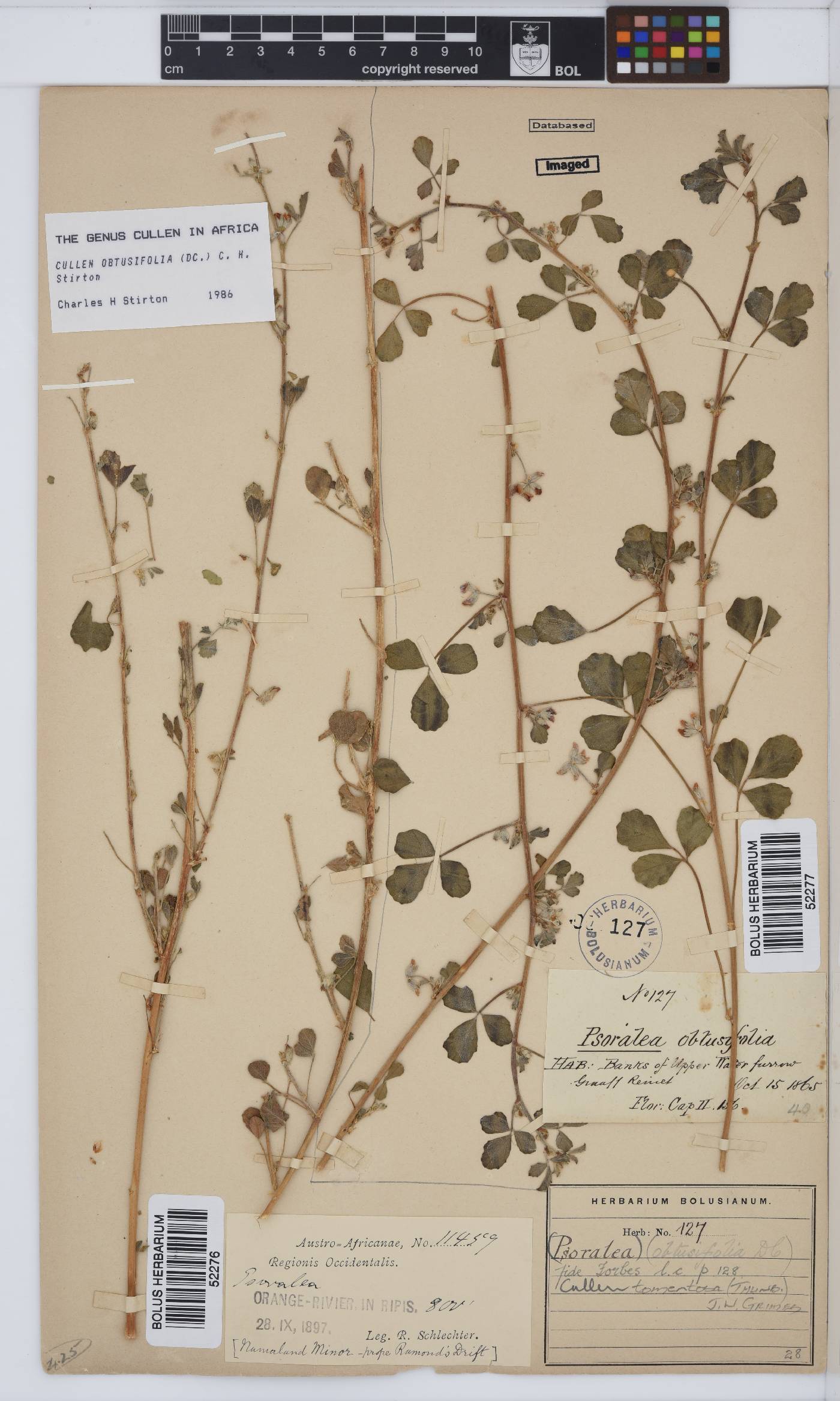 Cullen tomentosum image
