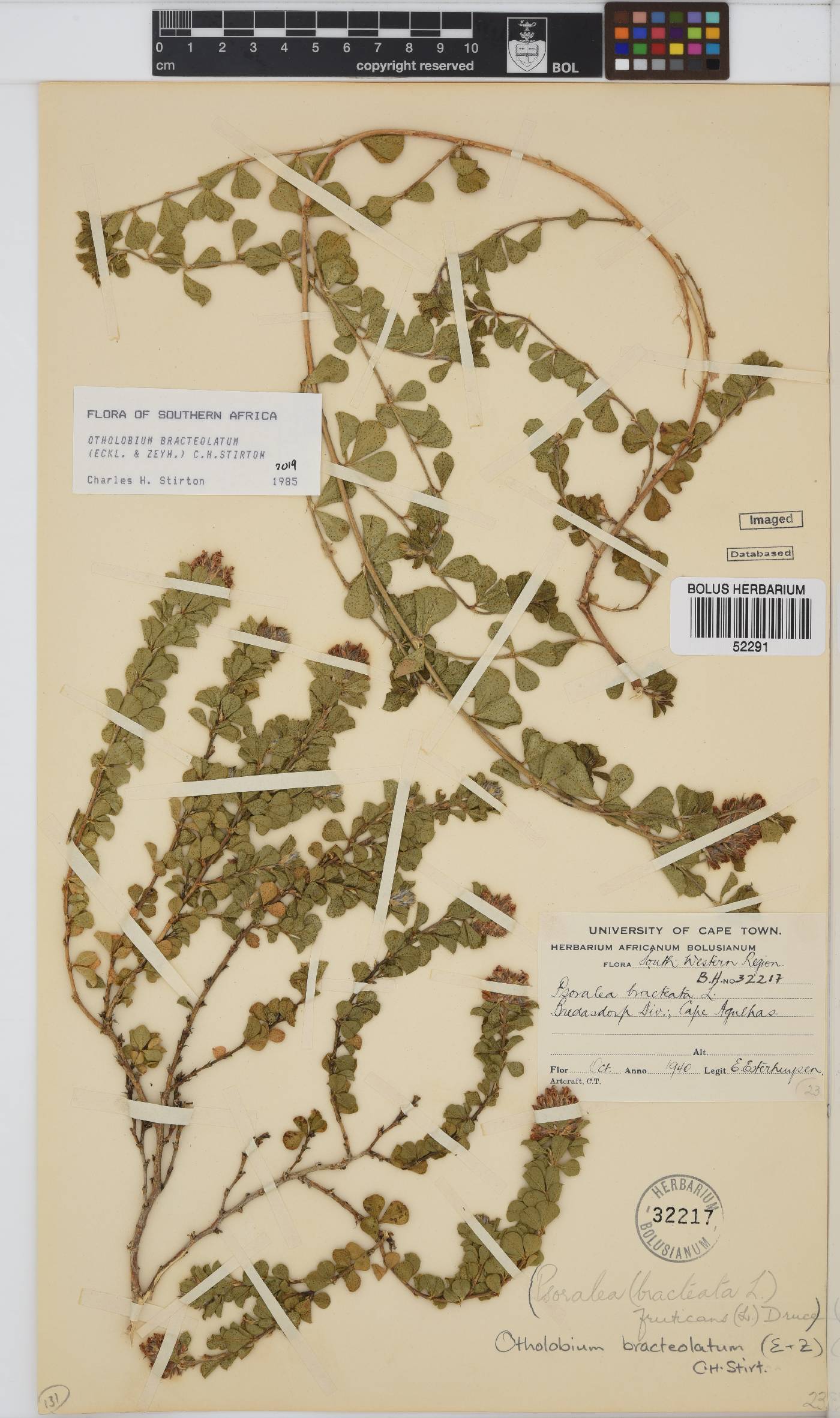 Otholobium bracteolatum image