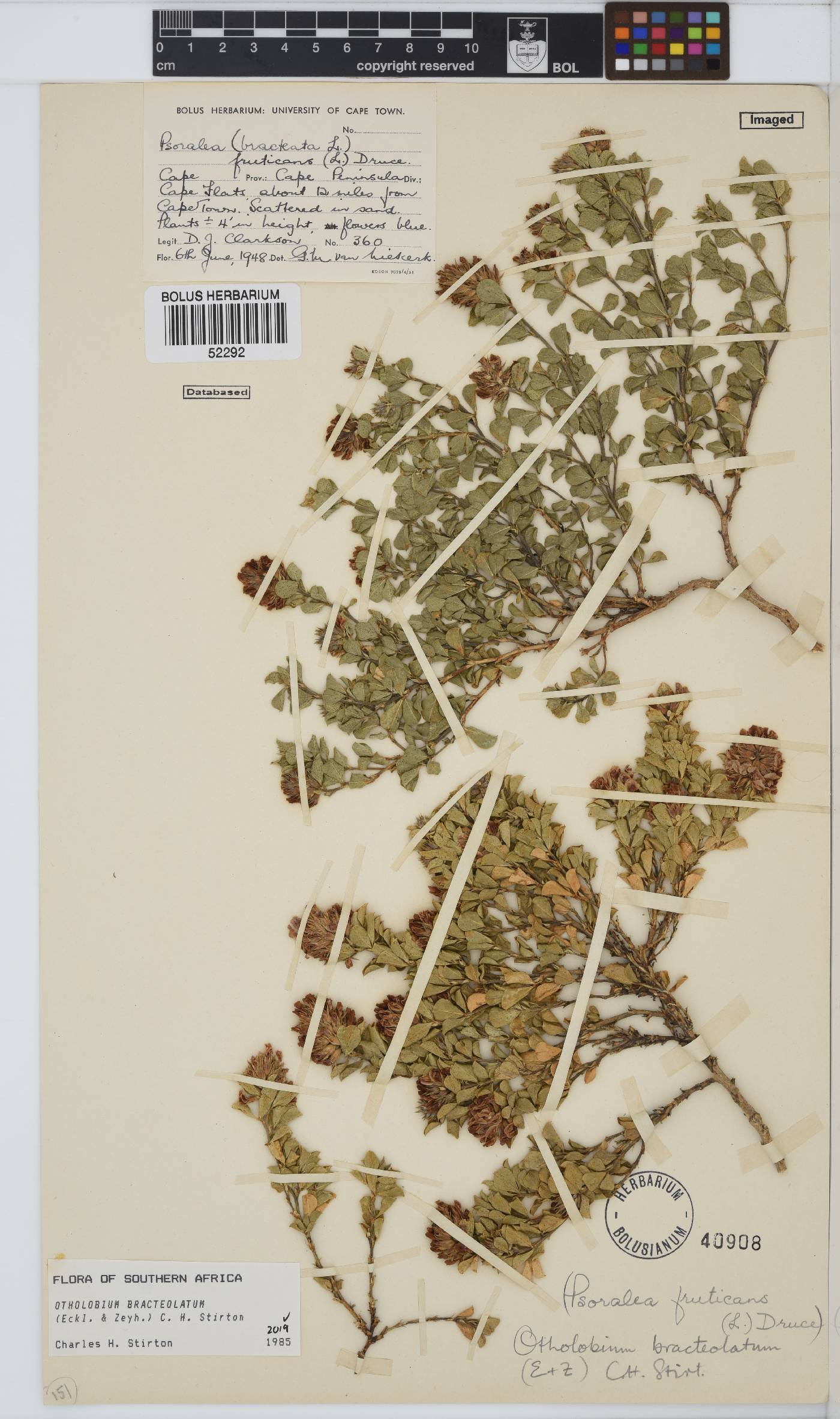 Otholobium bracteolatum image