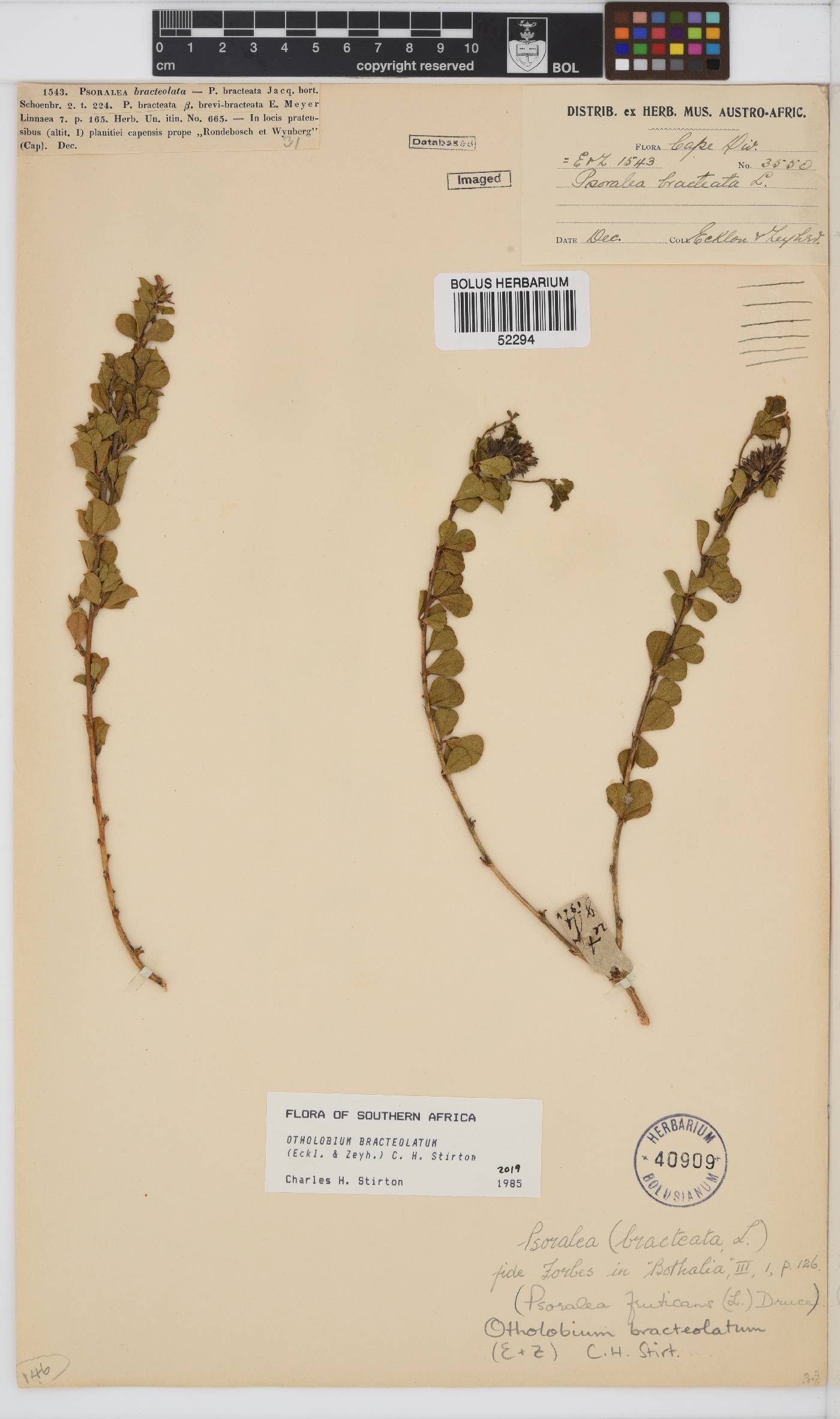 Otholobium bracteolatum image