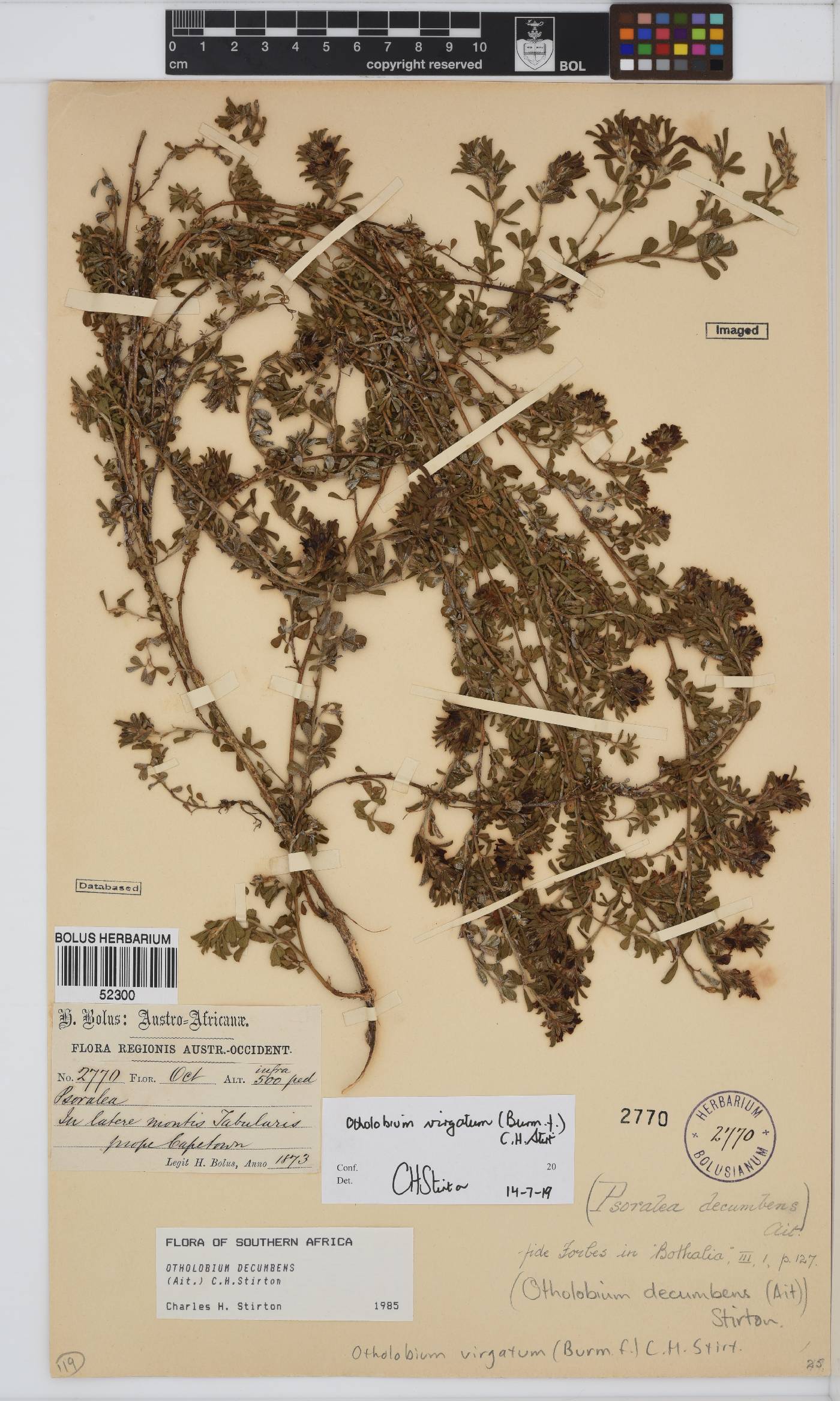 Otholobium image