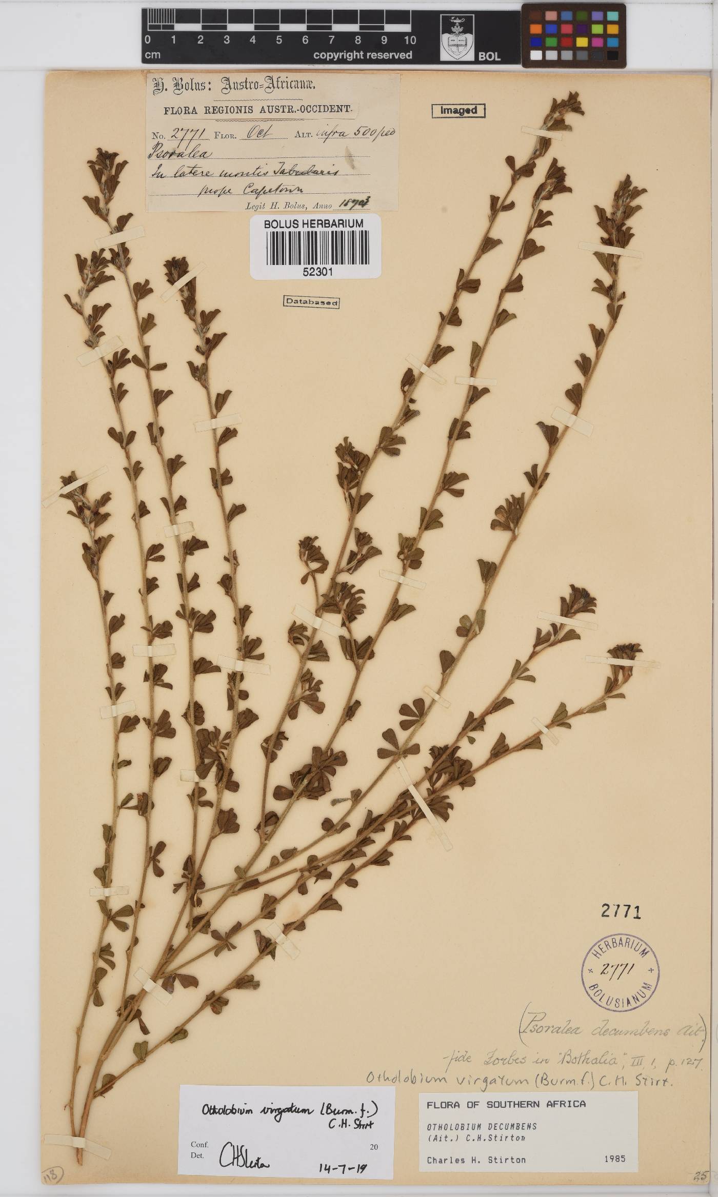 Otholobium virgatum image