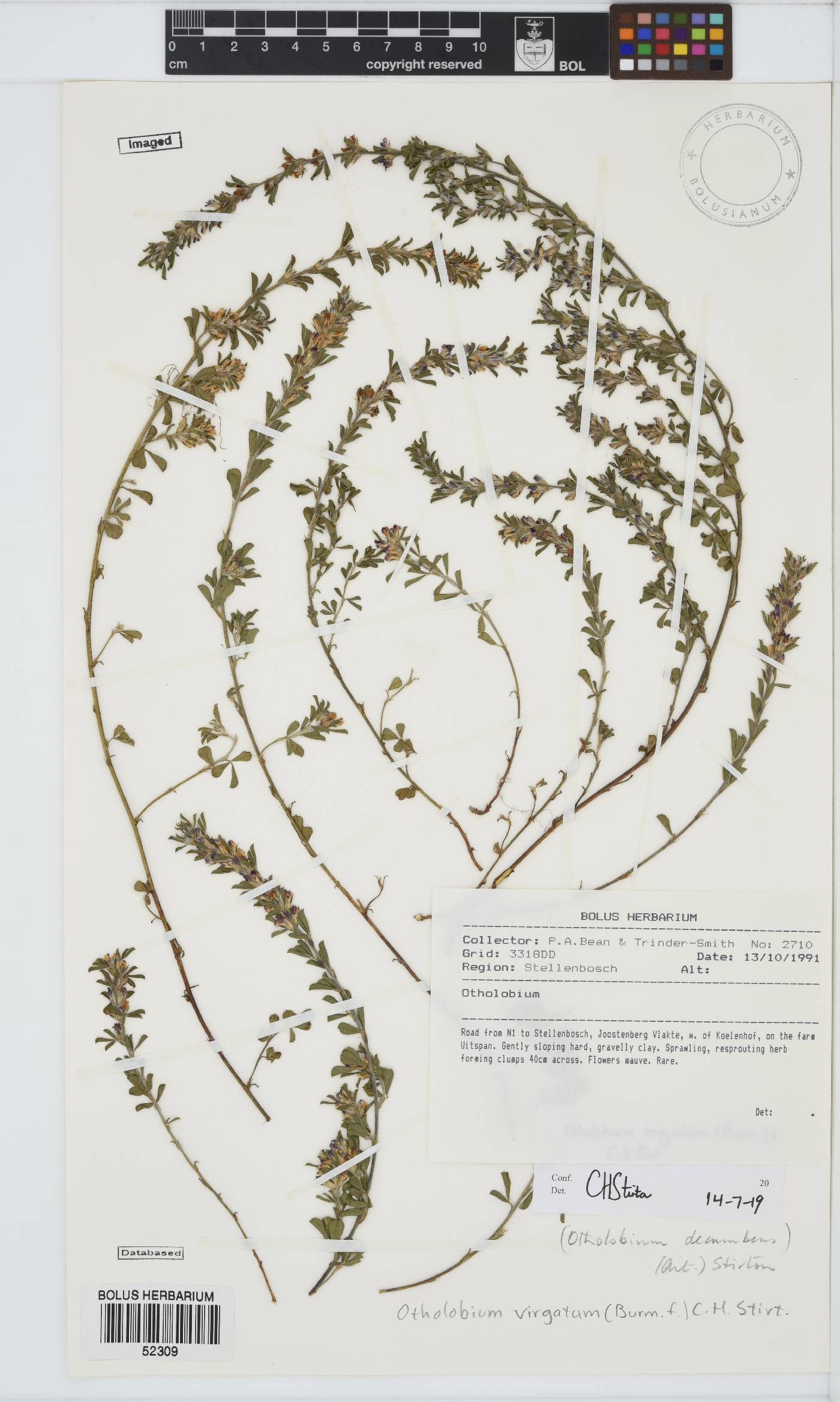 Otholobium virgatum image