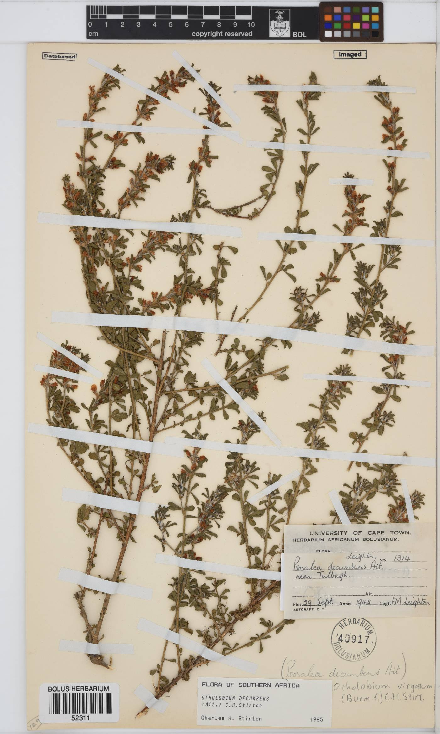 Otholobium image