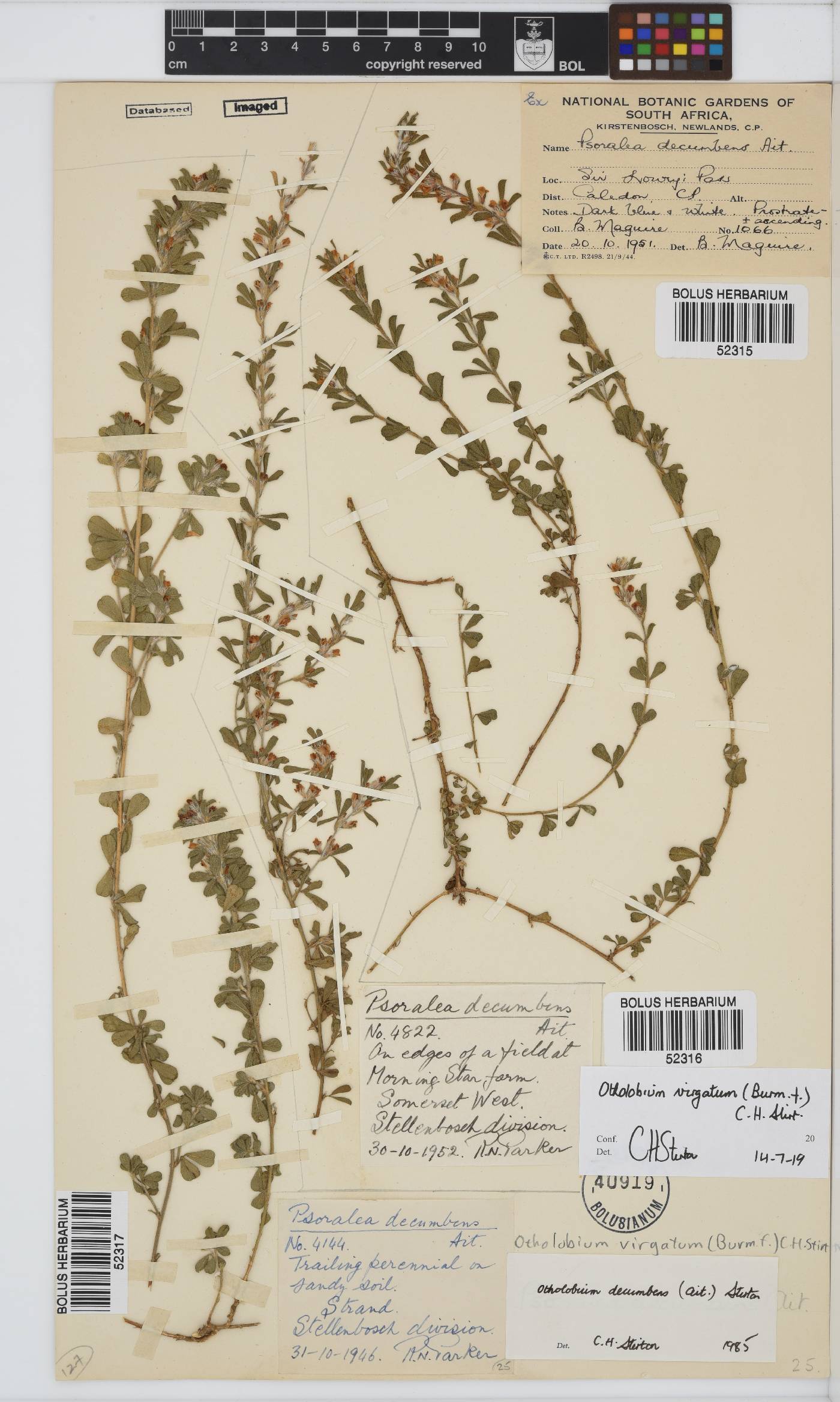 Otholobium virgatum image