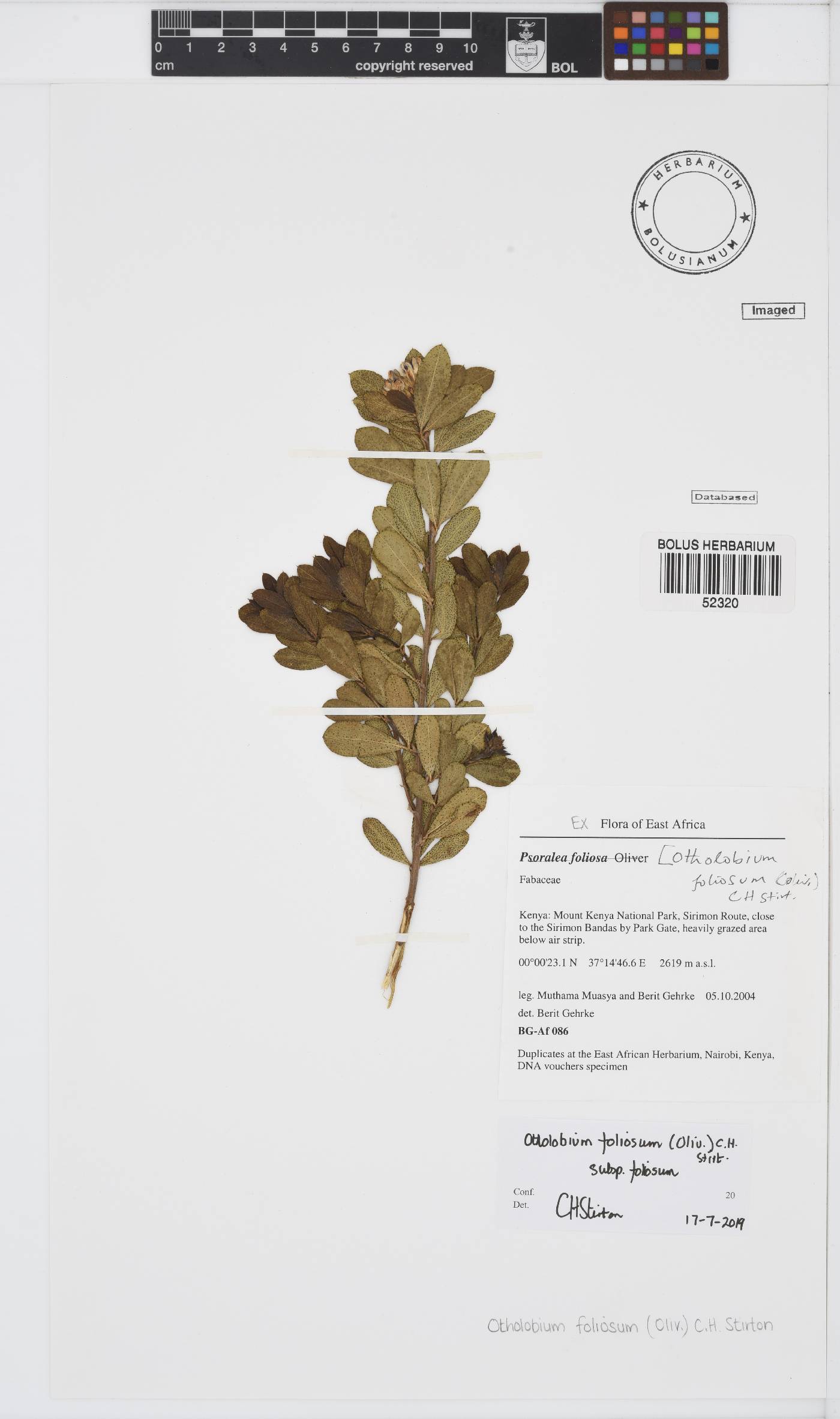 Otholobium foliosum subsp. foliosum image