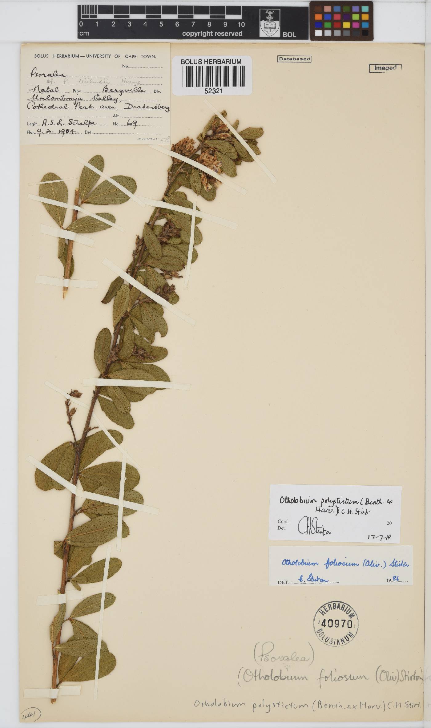 Otholobium polystictum image