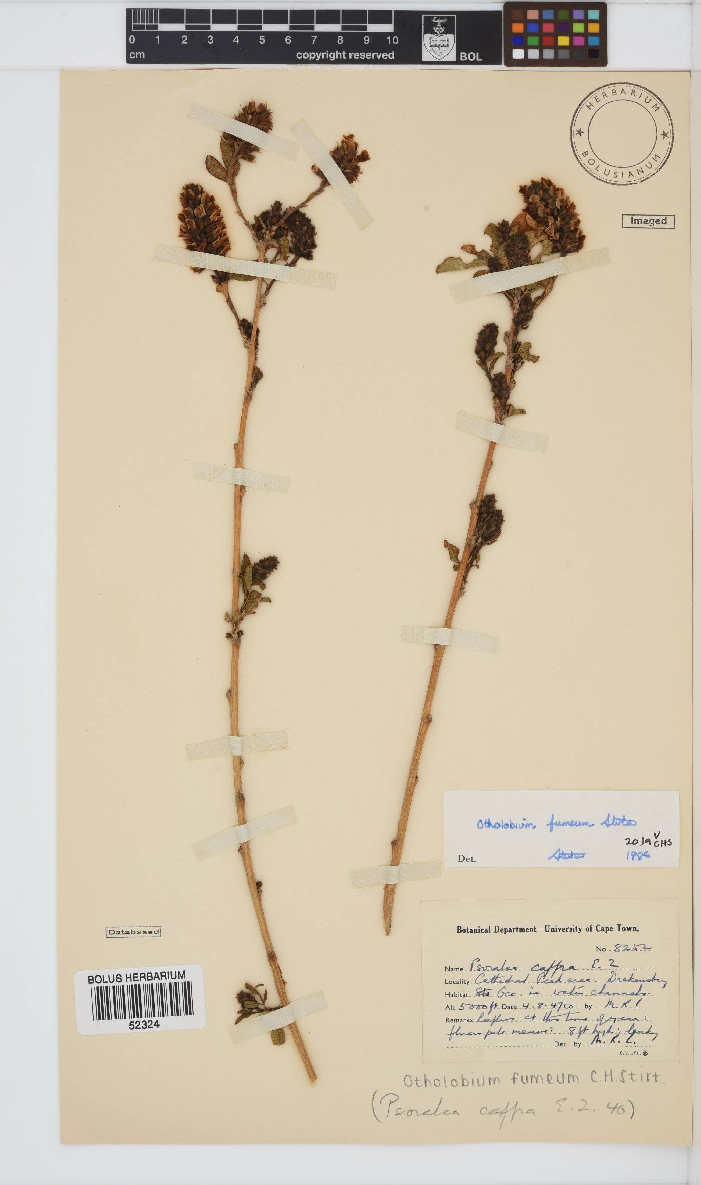Otholobium fumeum image