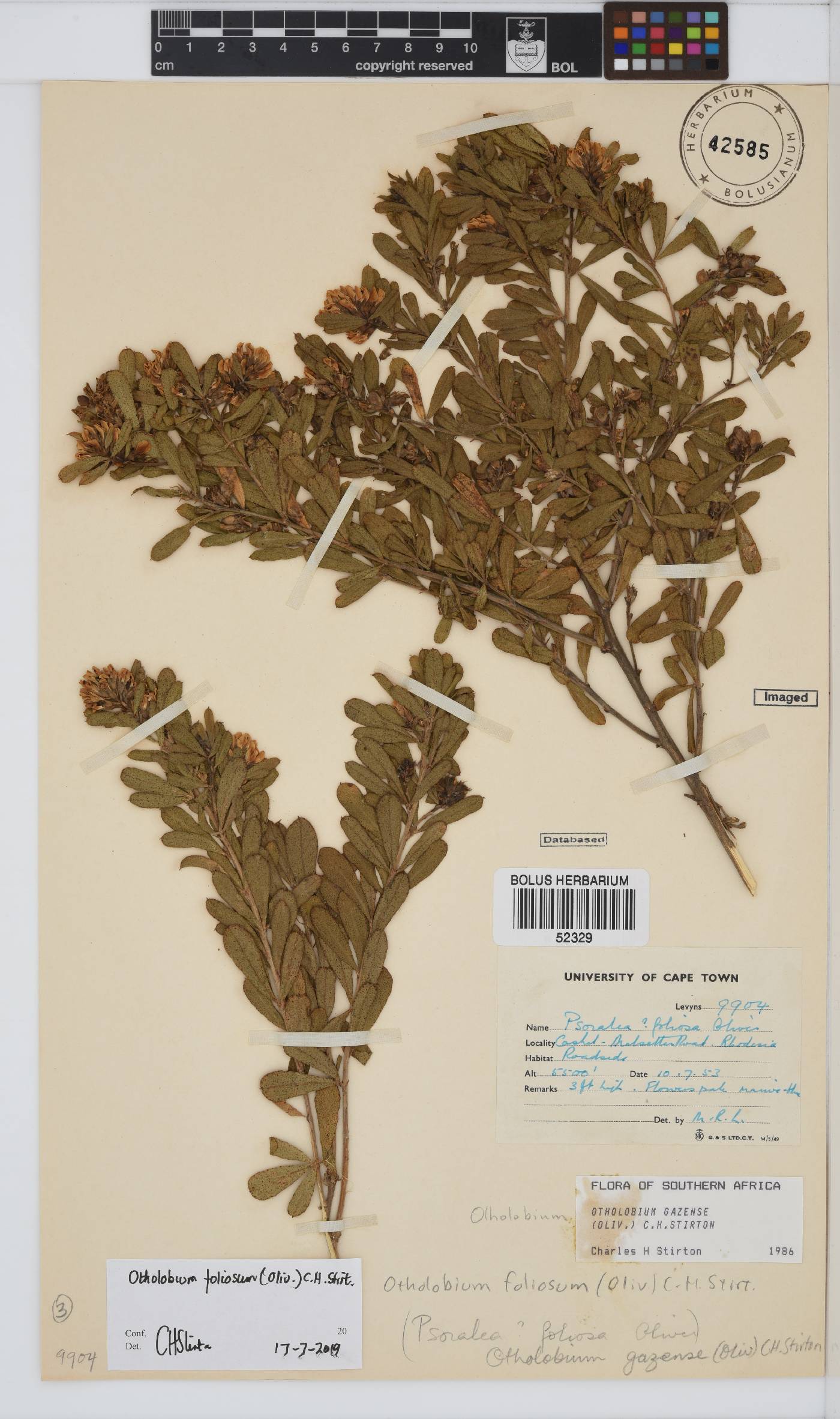Otholobium foliosum image
