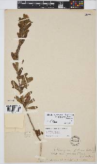 Otholobium foliosum subsp. gazense image