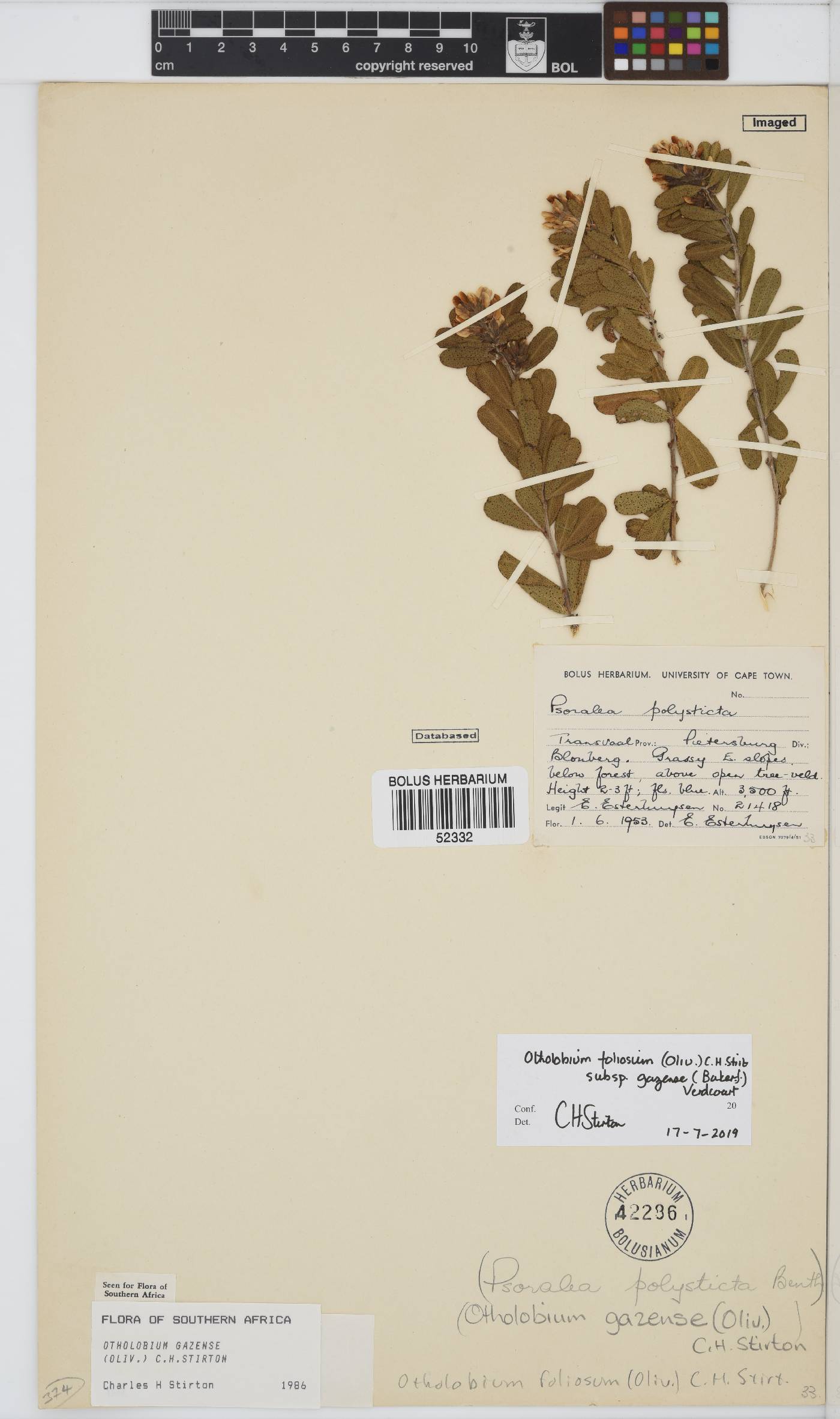 Otholobium foliosum subsp. gazense image