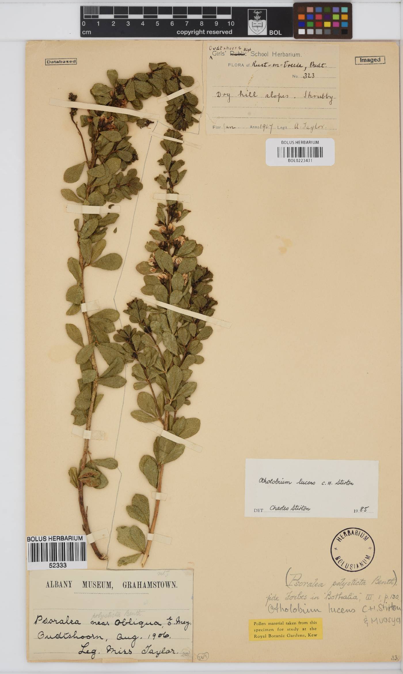 Psoralea lucens image