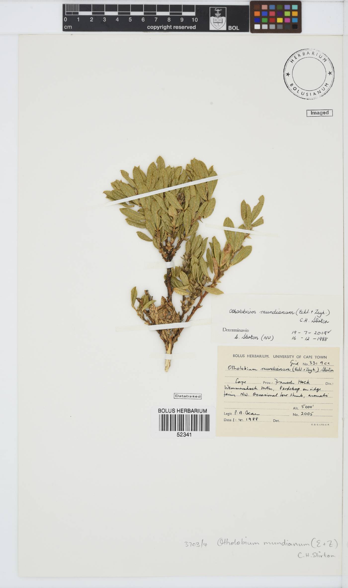 Otholobium mundianum image