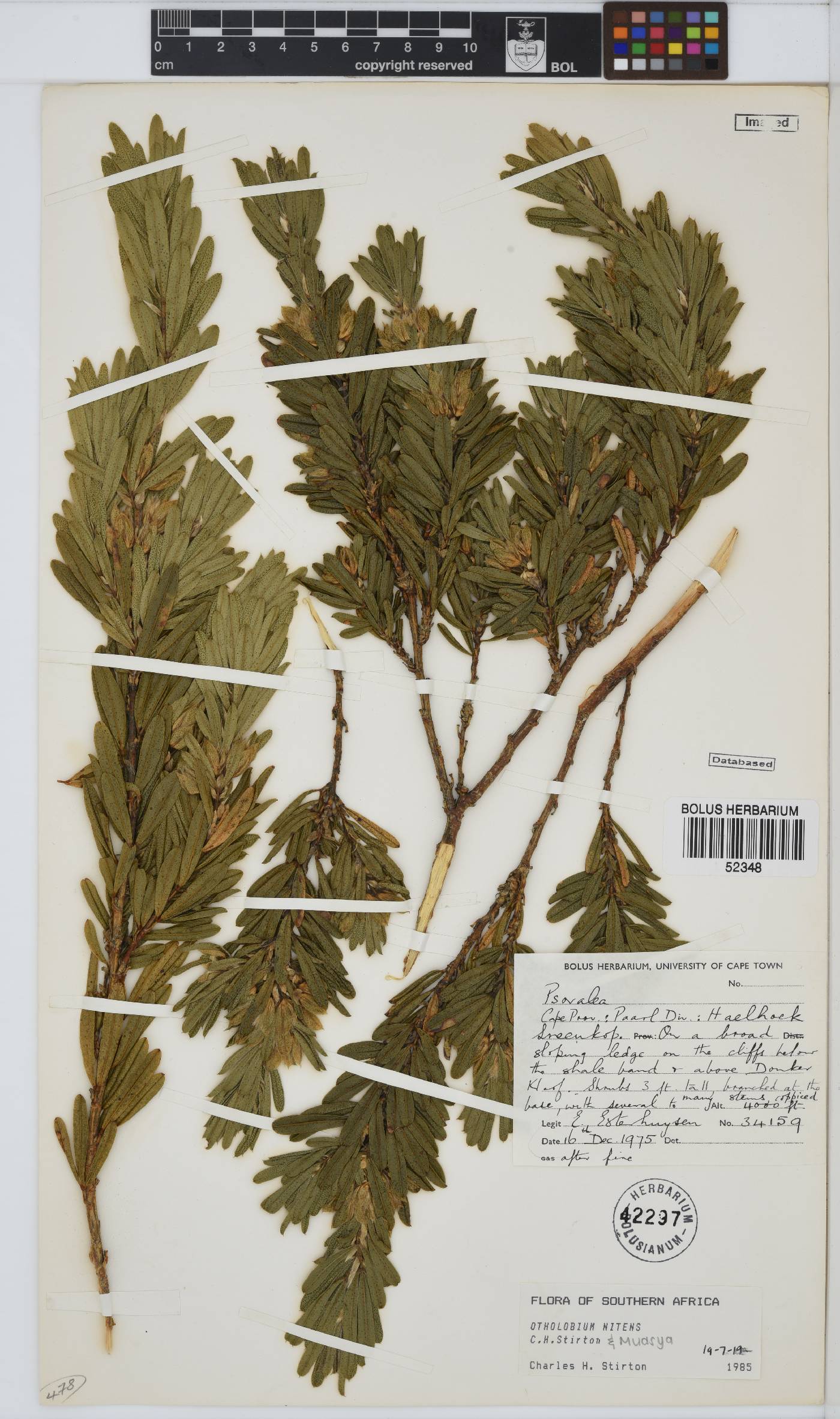 Otholobium nitens image