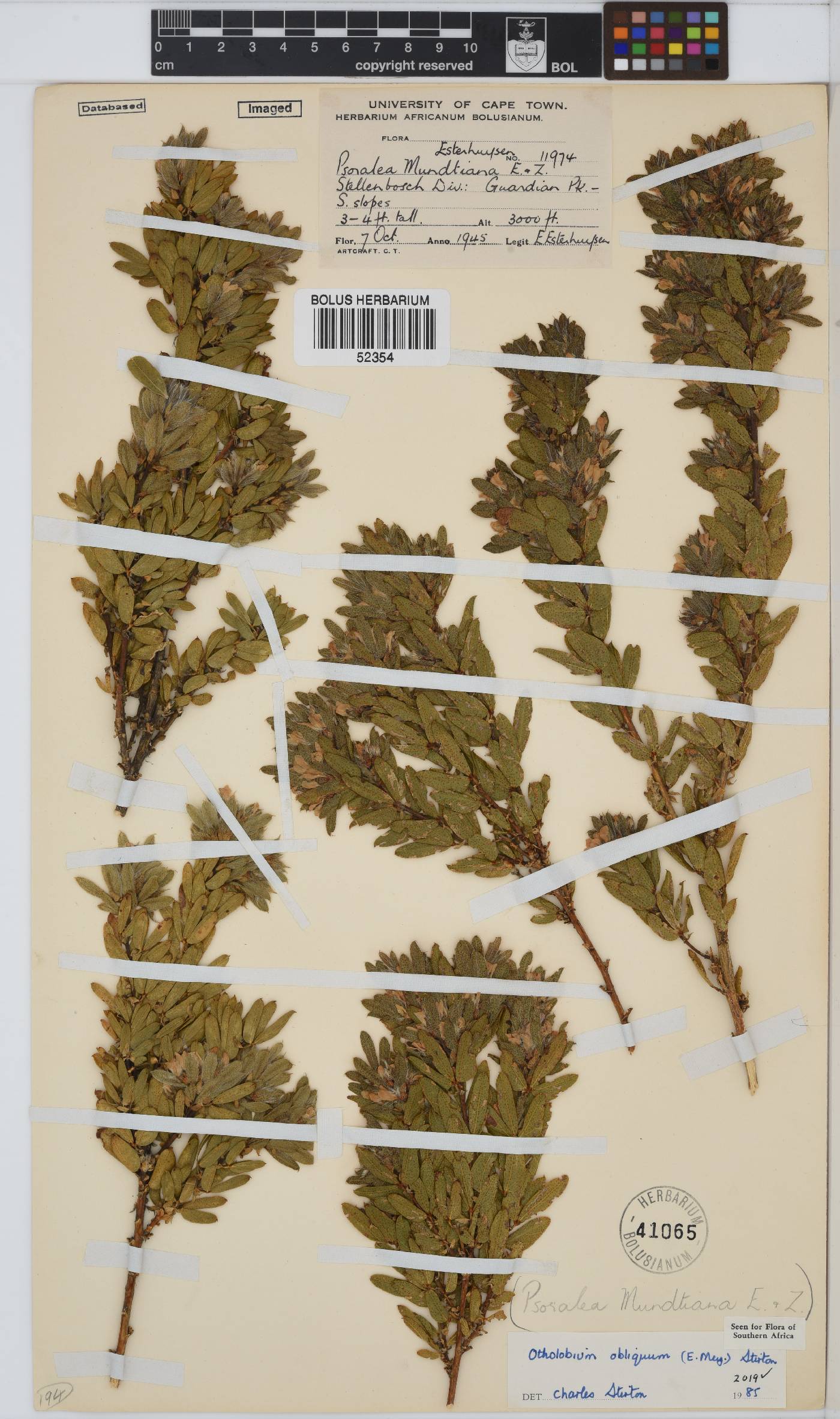 Otholobium image