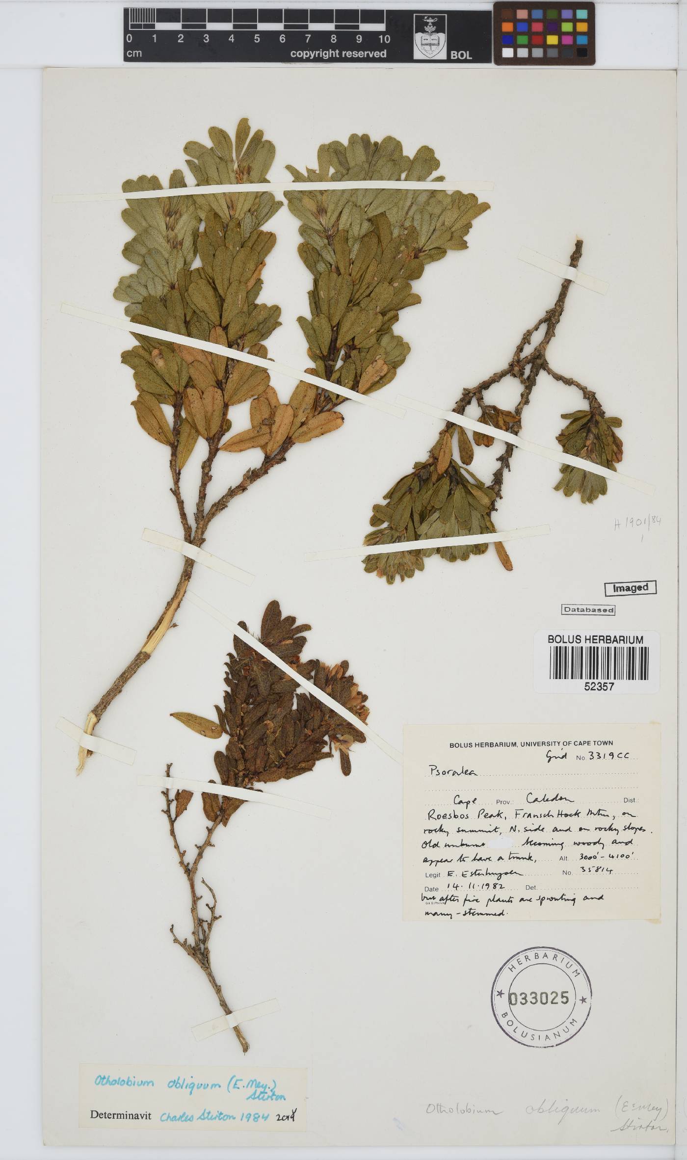 Otholobium image