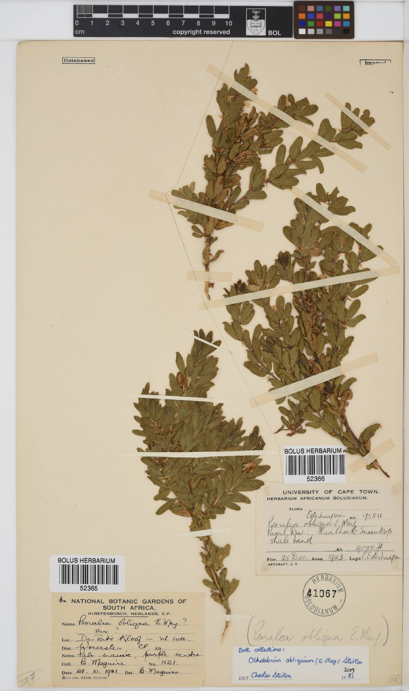 Otholobium obliquum image