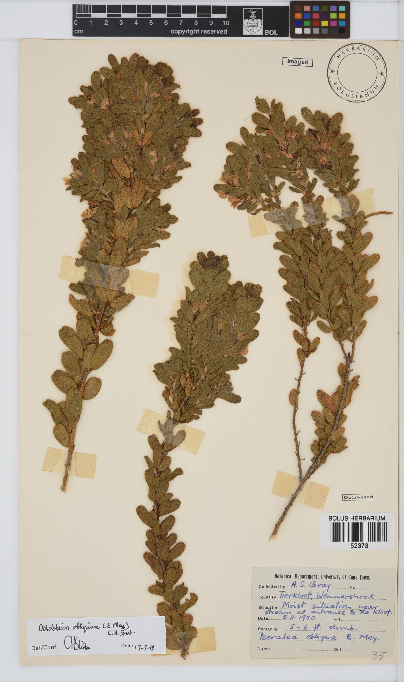 Otholobium obliquum image