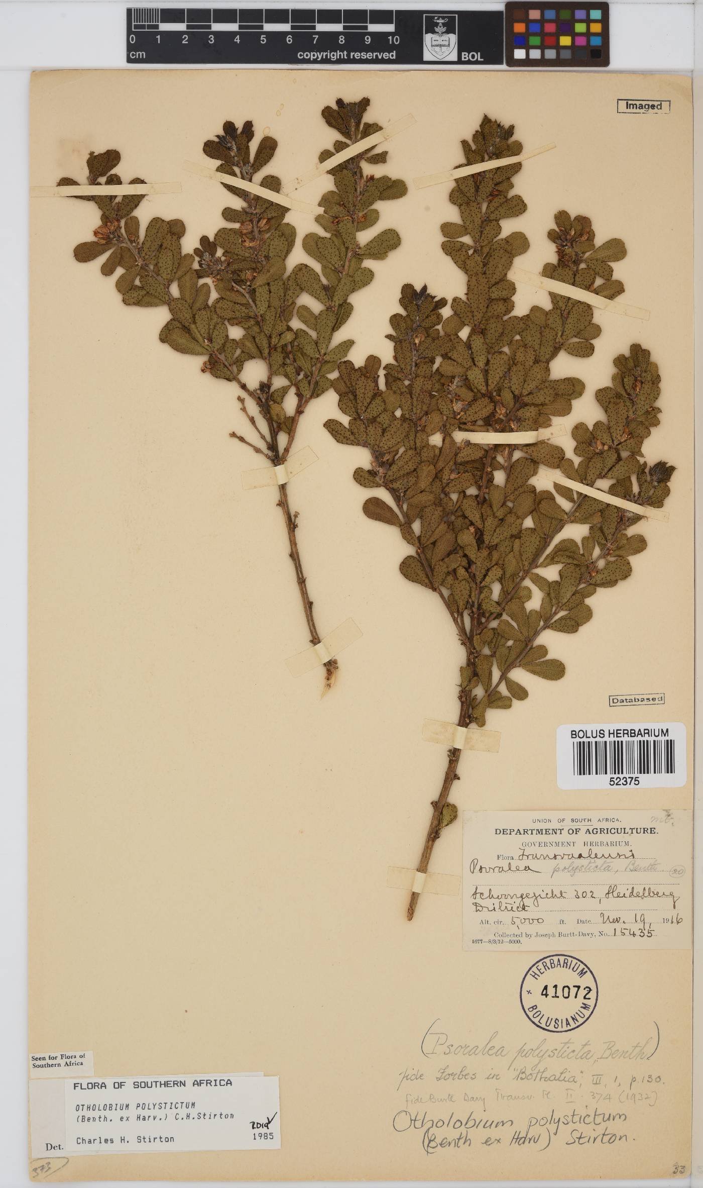 Otholobium polystictum image