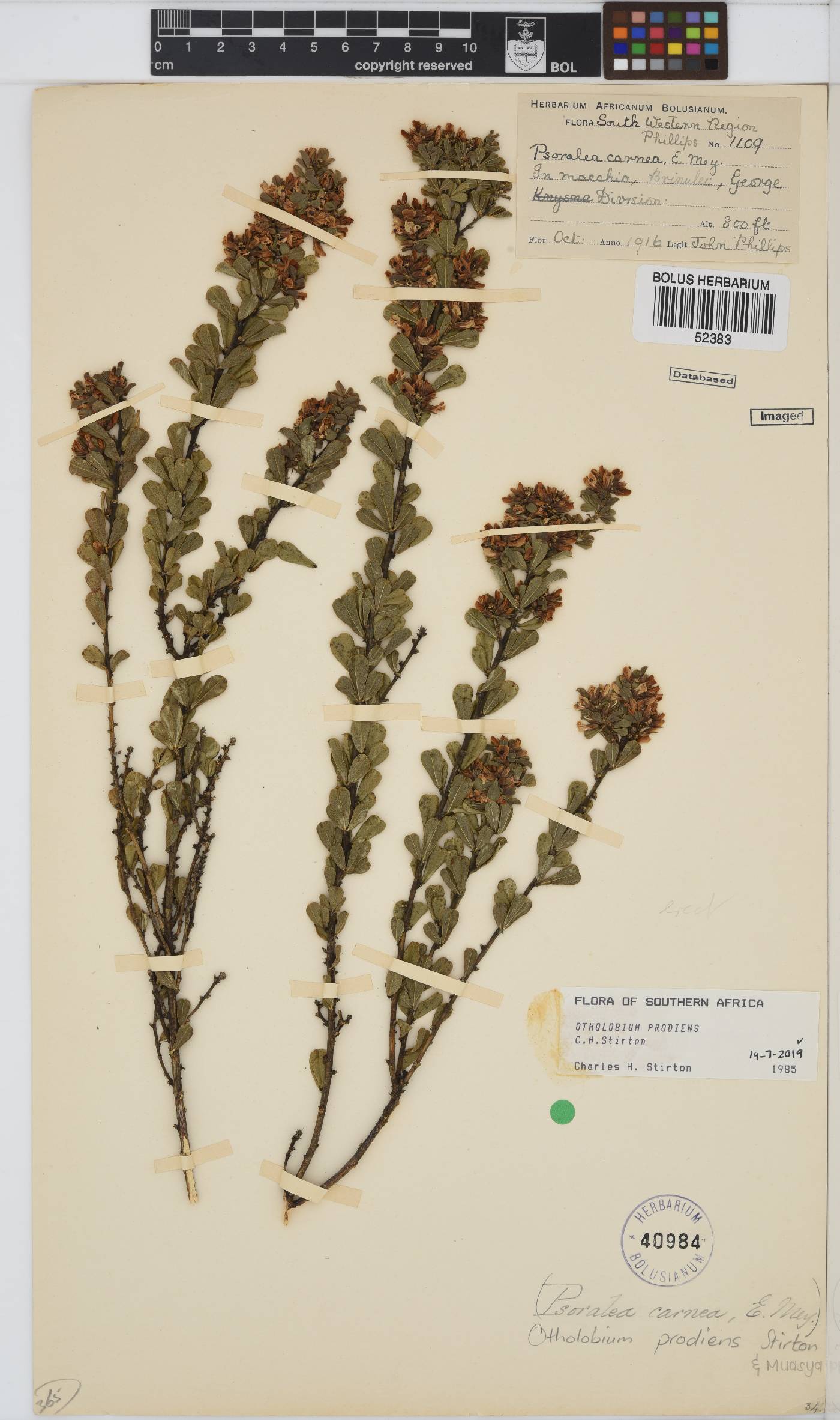 Otholobium prodiens image