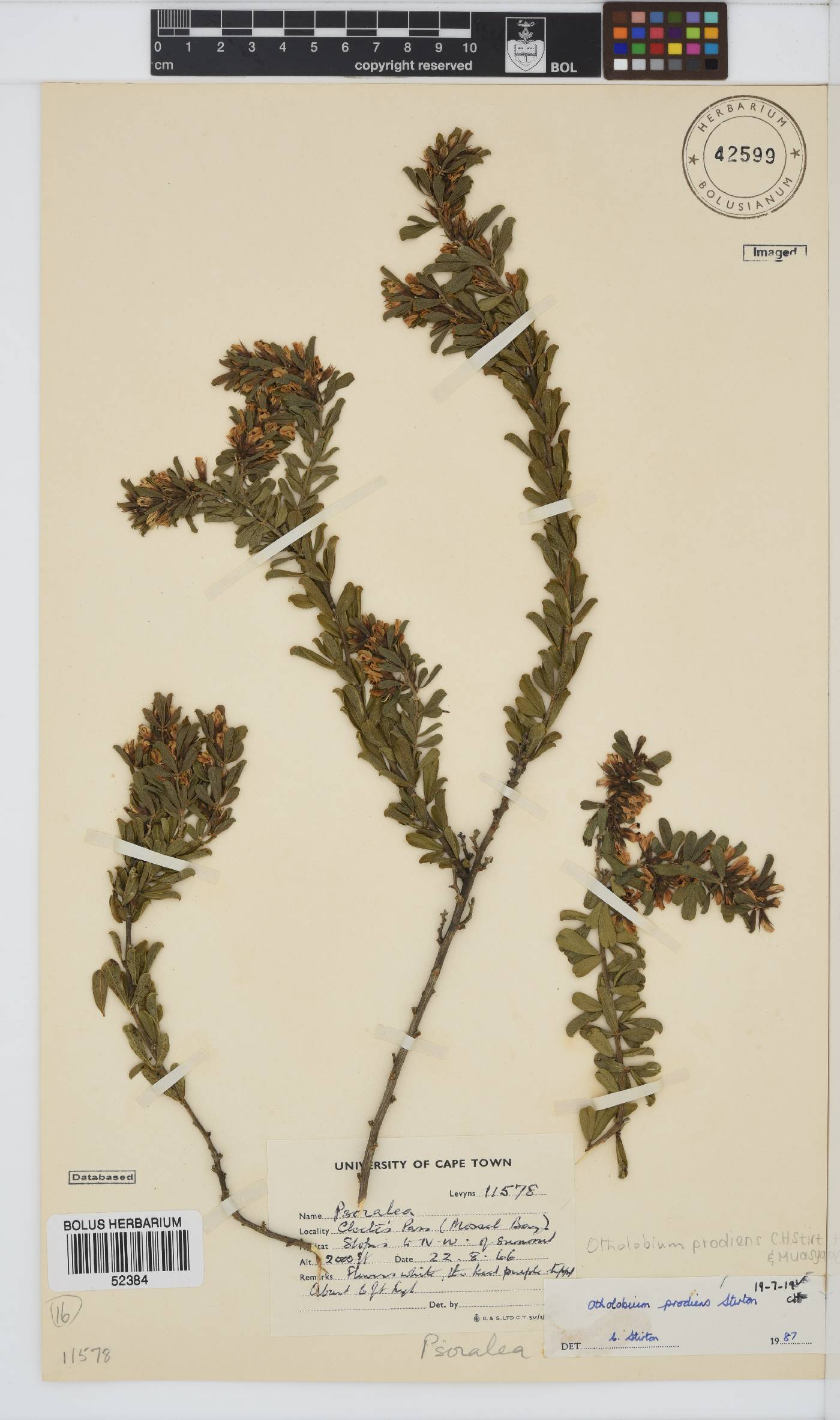 Otholobium prodiens image