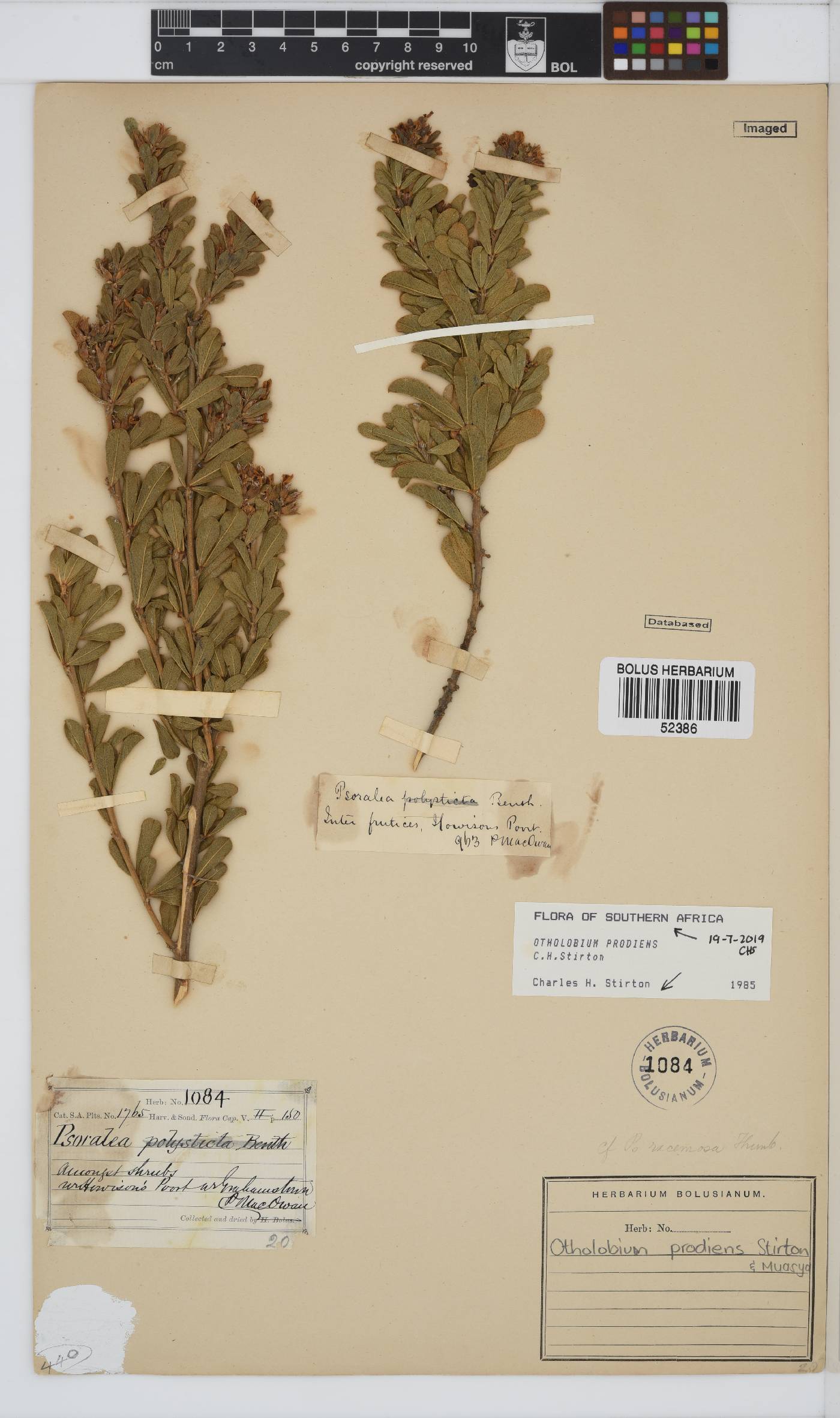 Otholobium prodiens image