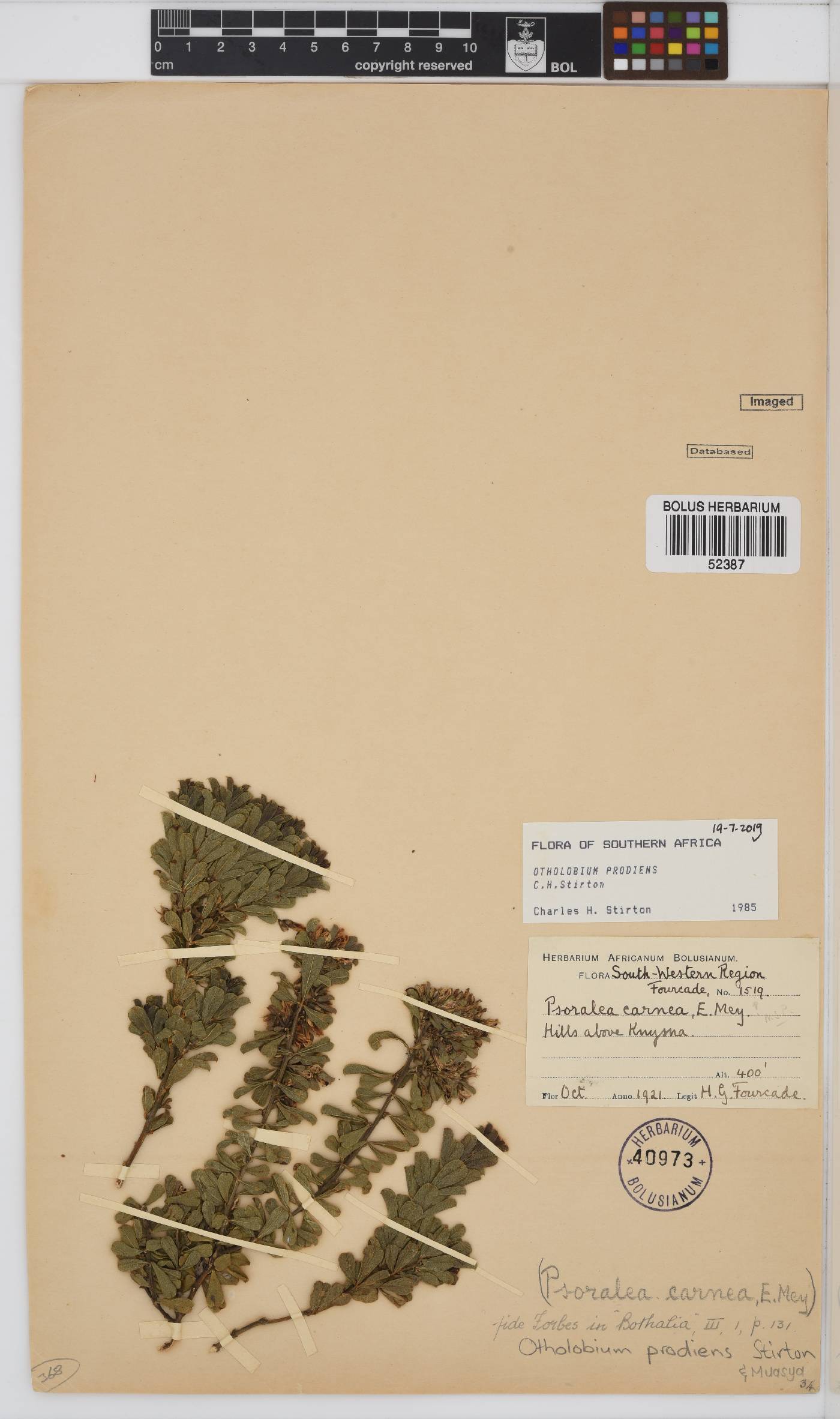 Otholobium prodiens image