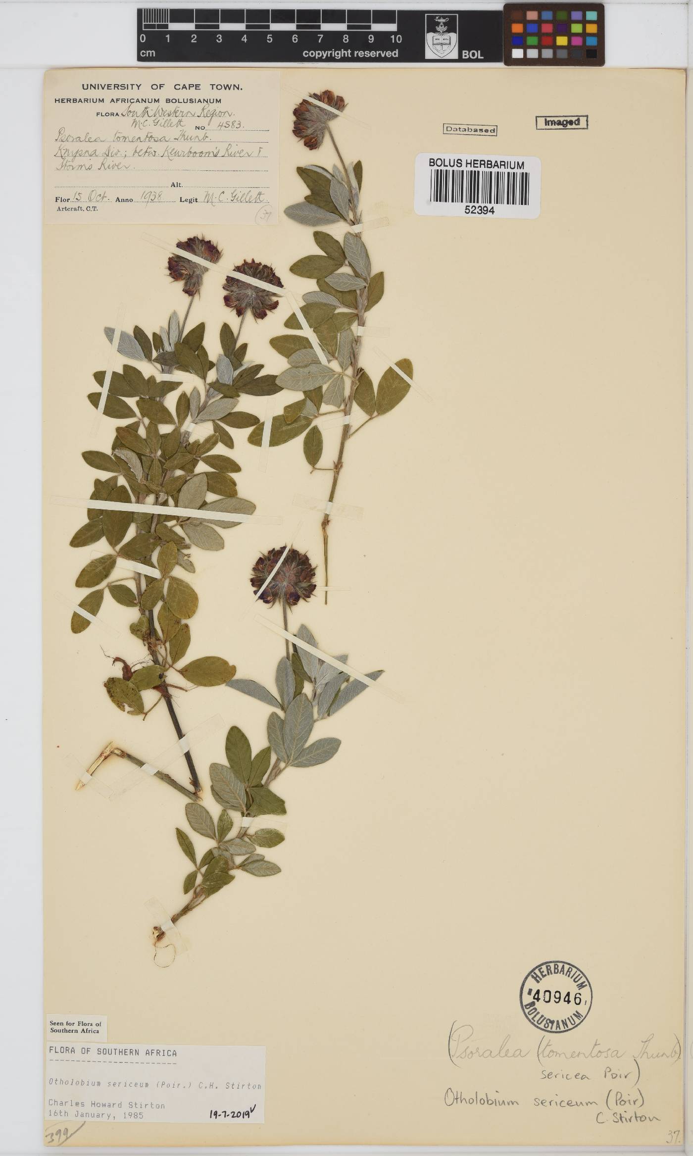 Otholobium sericeum image
