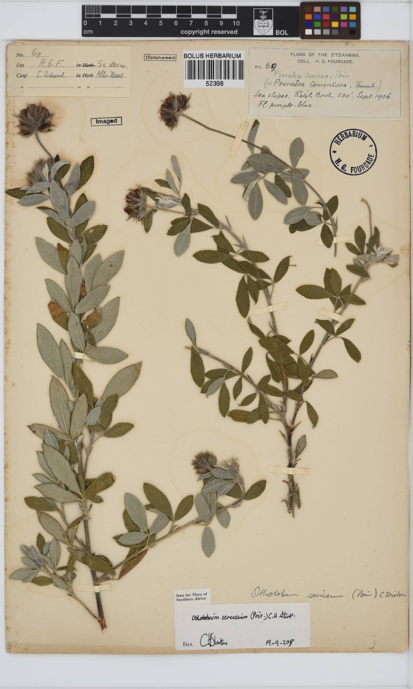 Otholobium sericeum image