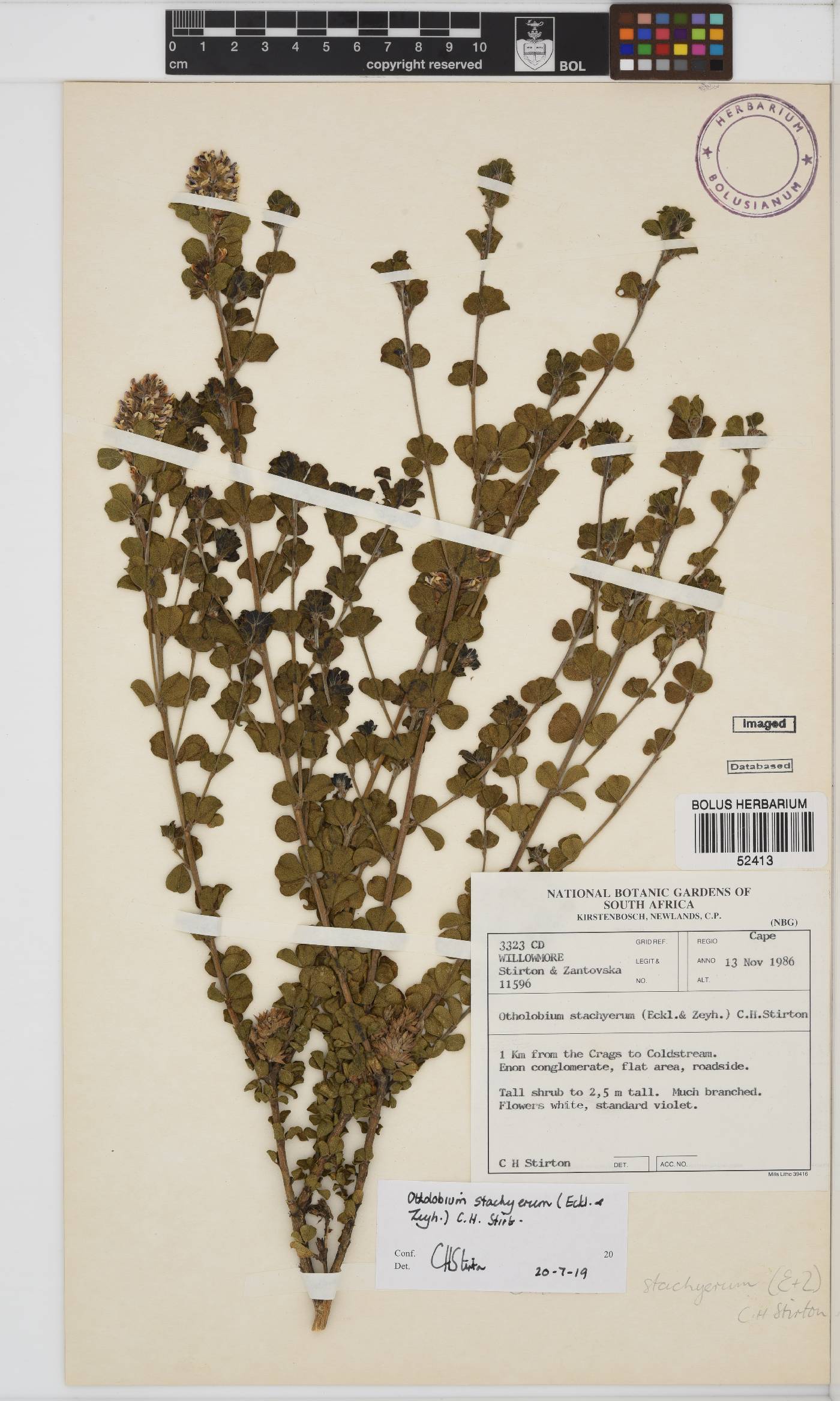 Otholobium stachyerum image